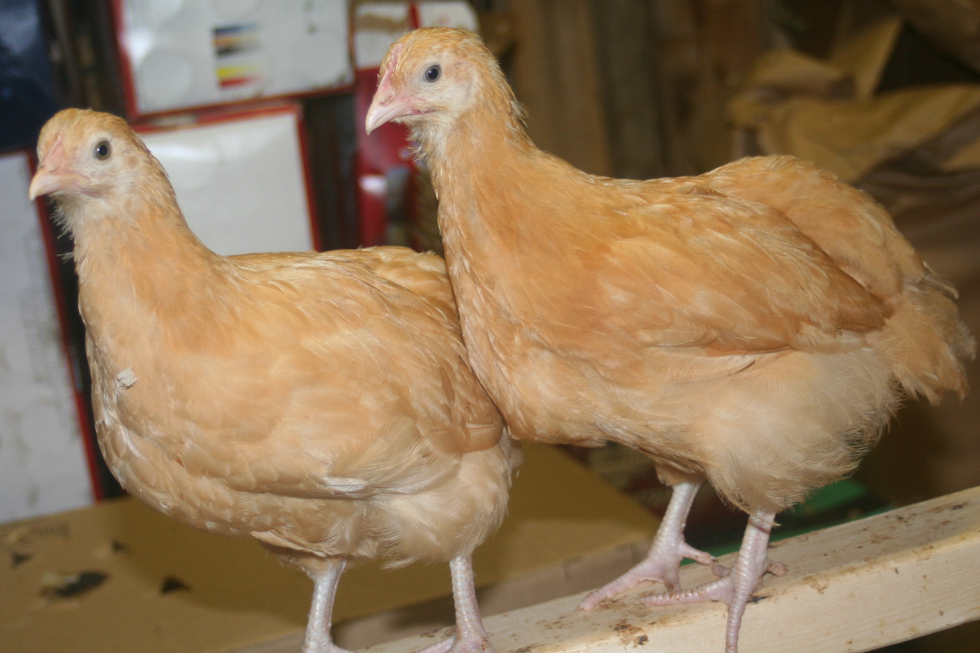 My 1st LF Orpingtons
The "Muffins" (because they are the color of a corn muffin)
July 2011