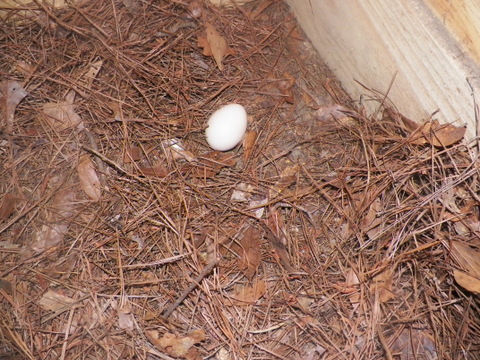 My 1st pea egg