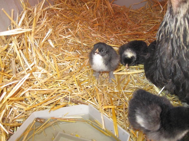 My 1st set of chicks born June 6, 2013 total of 4.