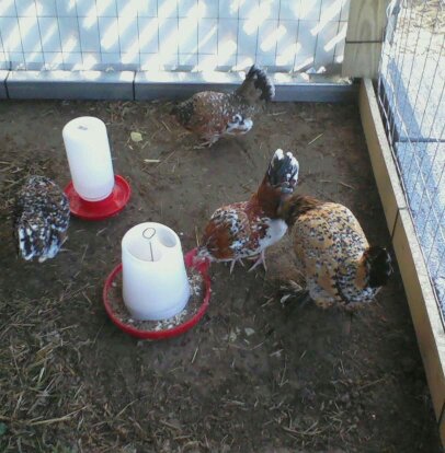 My 1st trio of Serama's and a Mille Fleur D'uccle on their first day in the new pen.