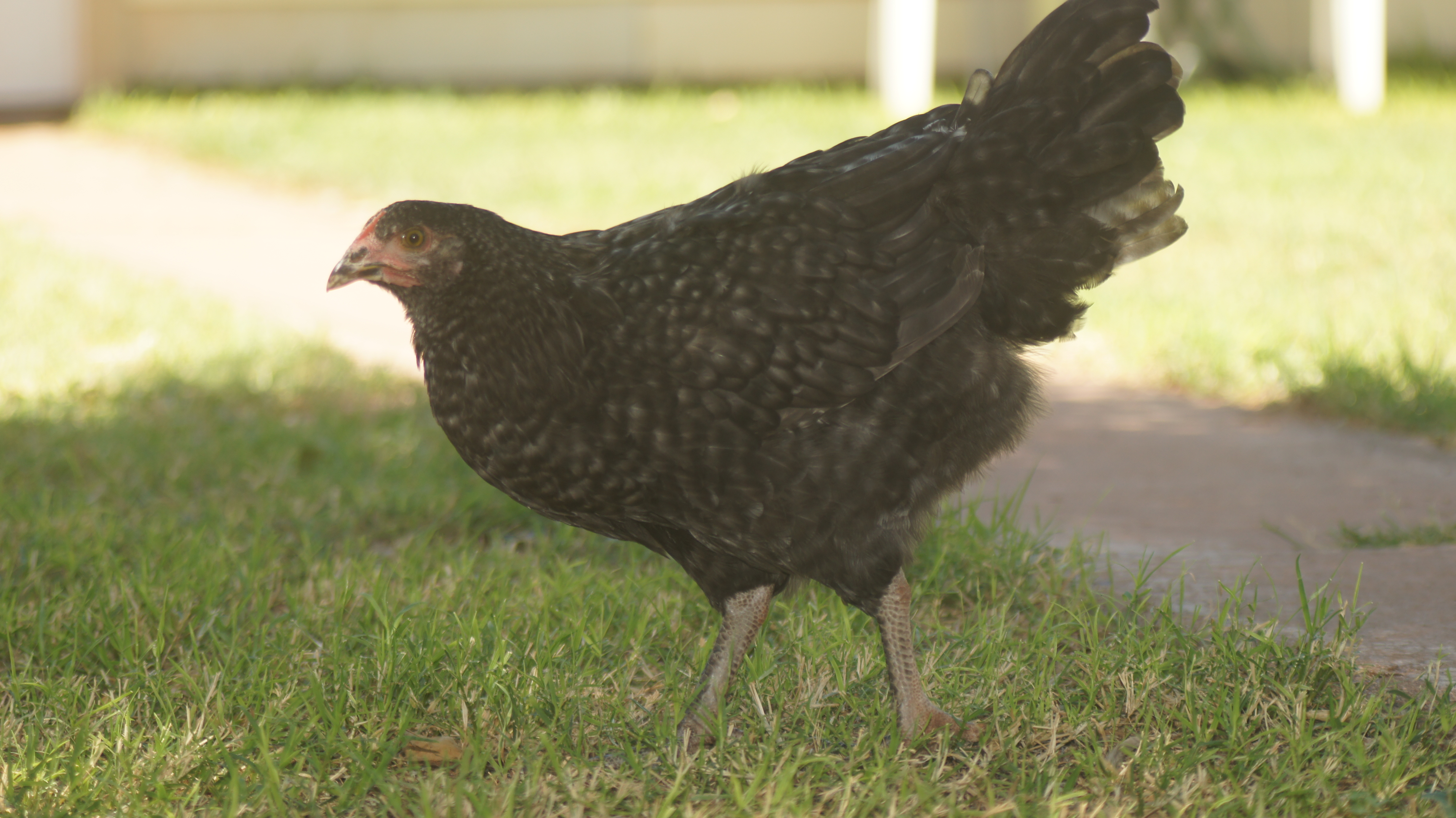 My 2.5 month old Marans