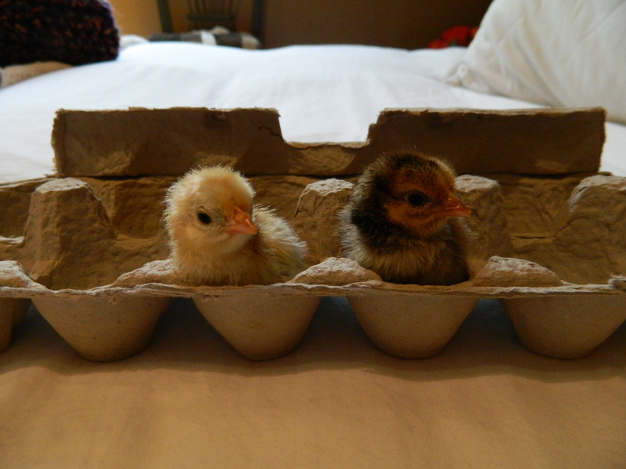 My 2 babies hatched 1/24/12