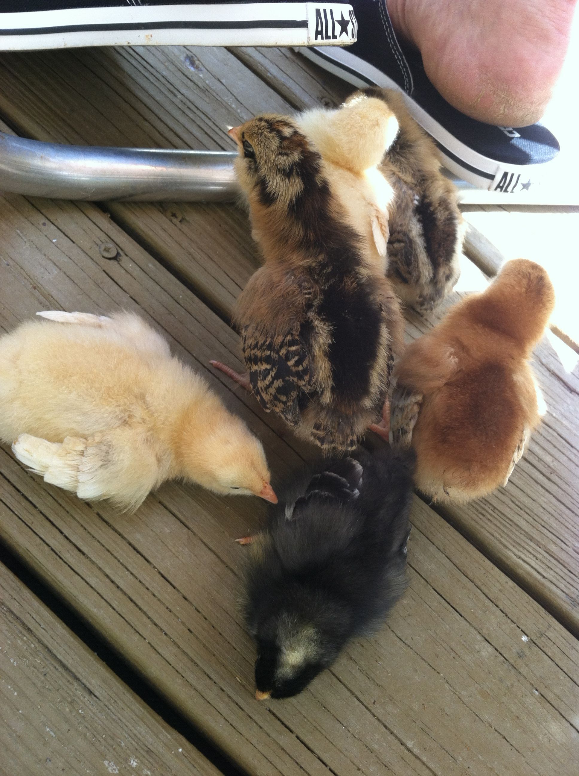 My 2 day old babies... Pearl, Dottie, Ruby, Berdy, Livvie, and Junebug