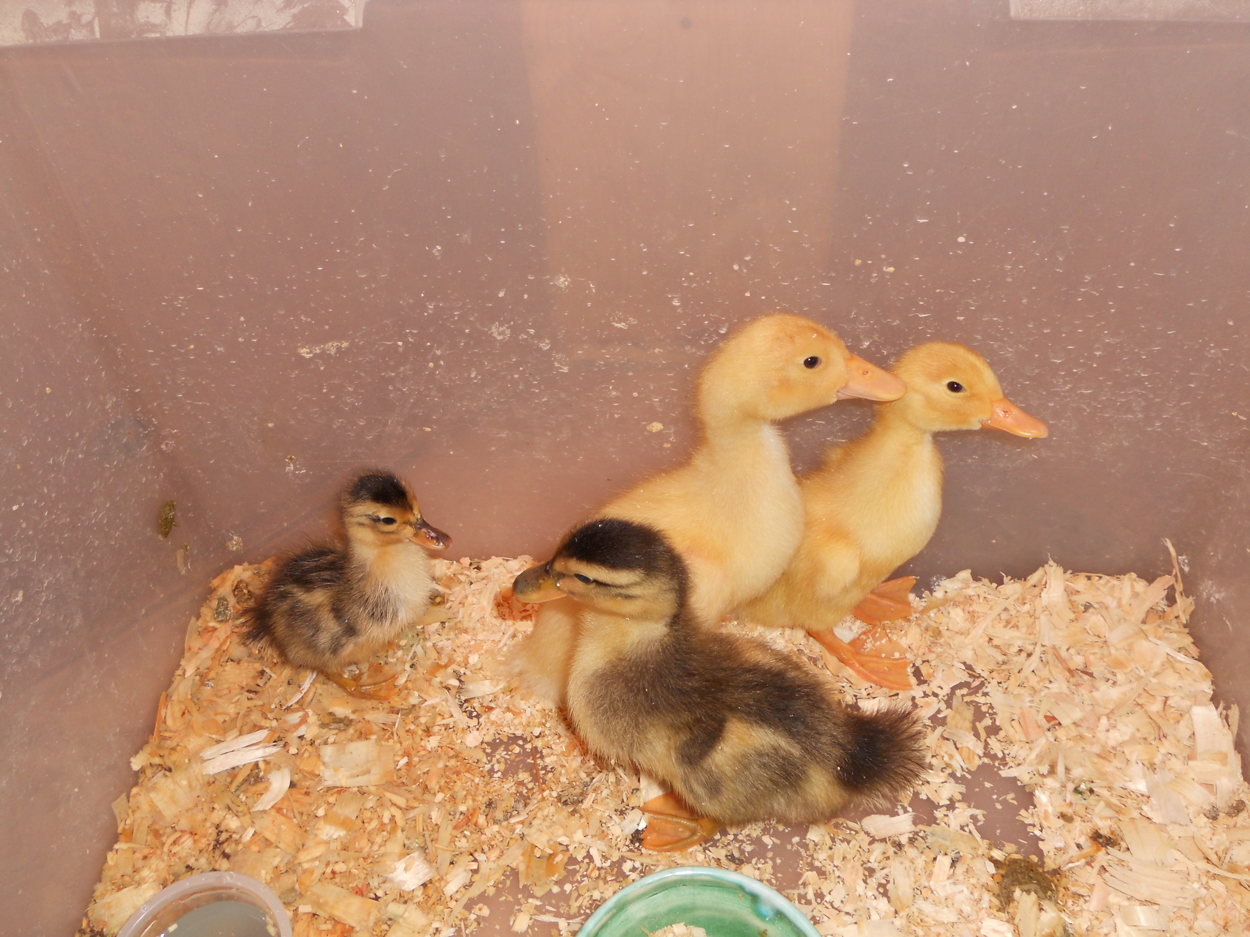 my 2 ducklings and 2 Pekins