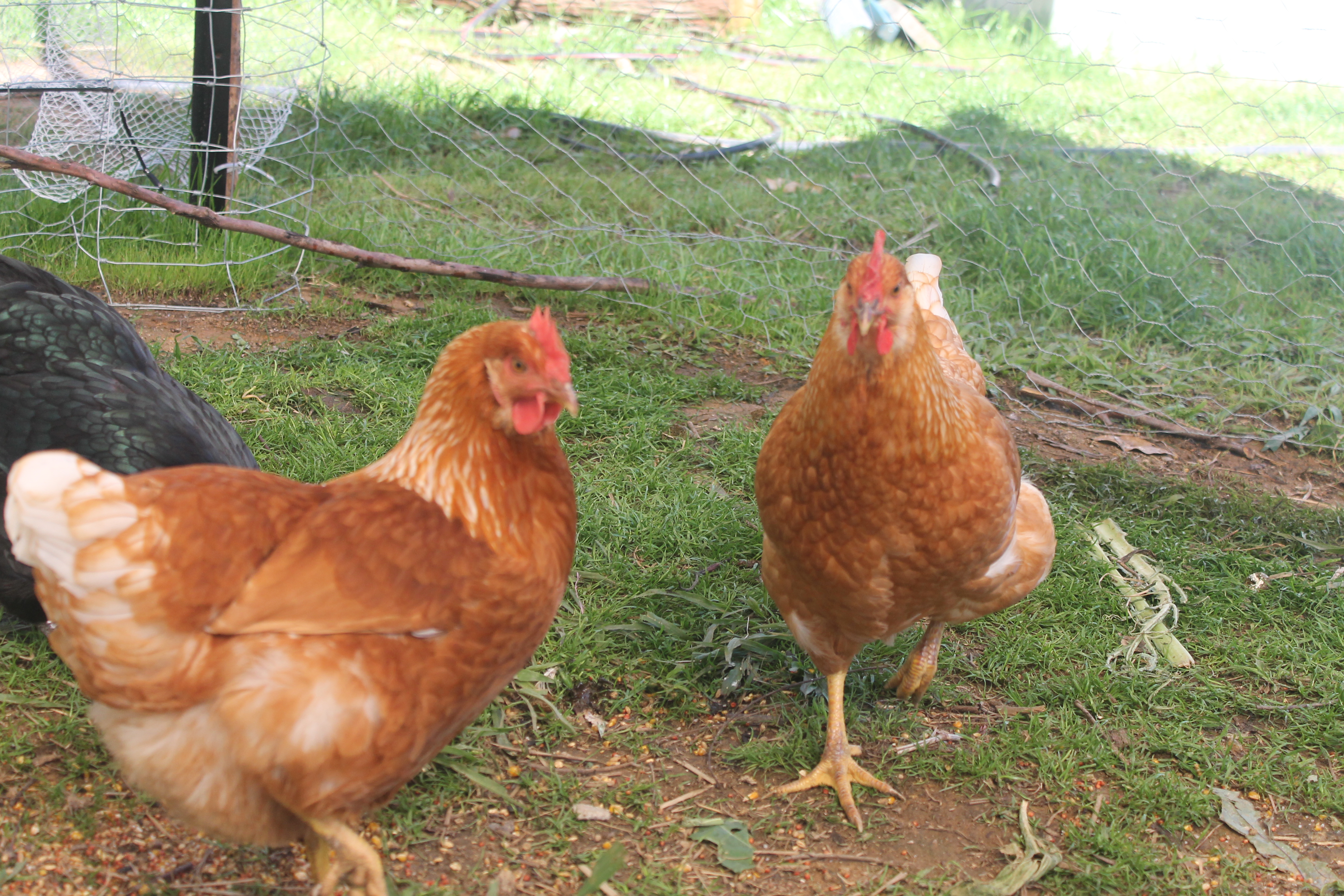 My 2 Isa Browns, Goldie and Blondie