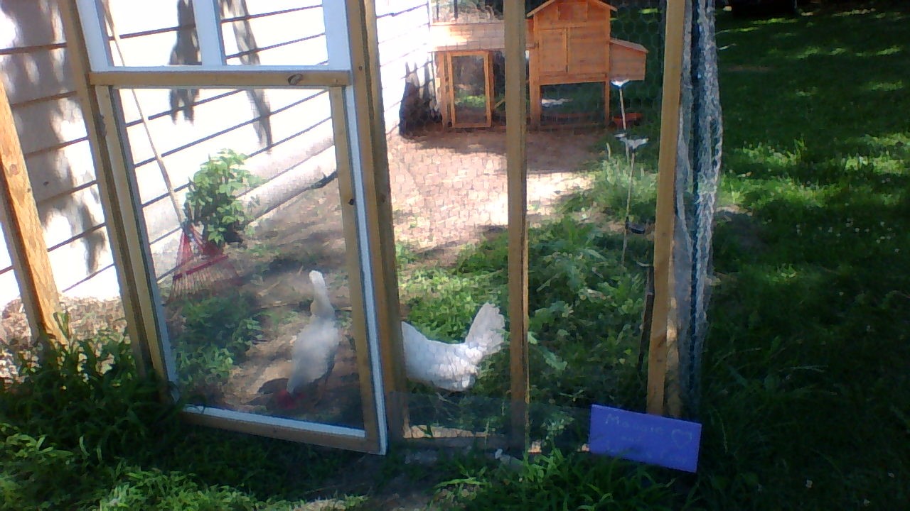 My 2 leg horn hens Maggie and Lucia.