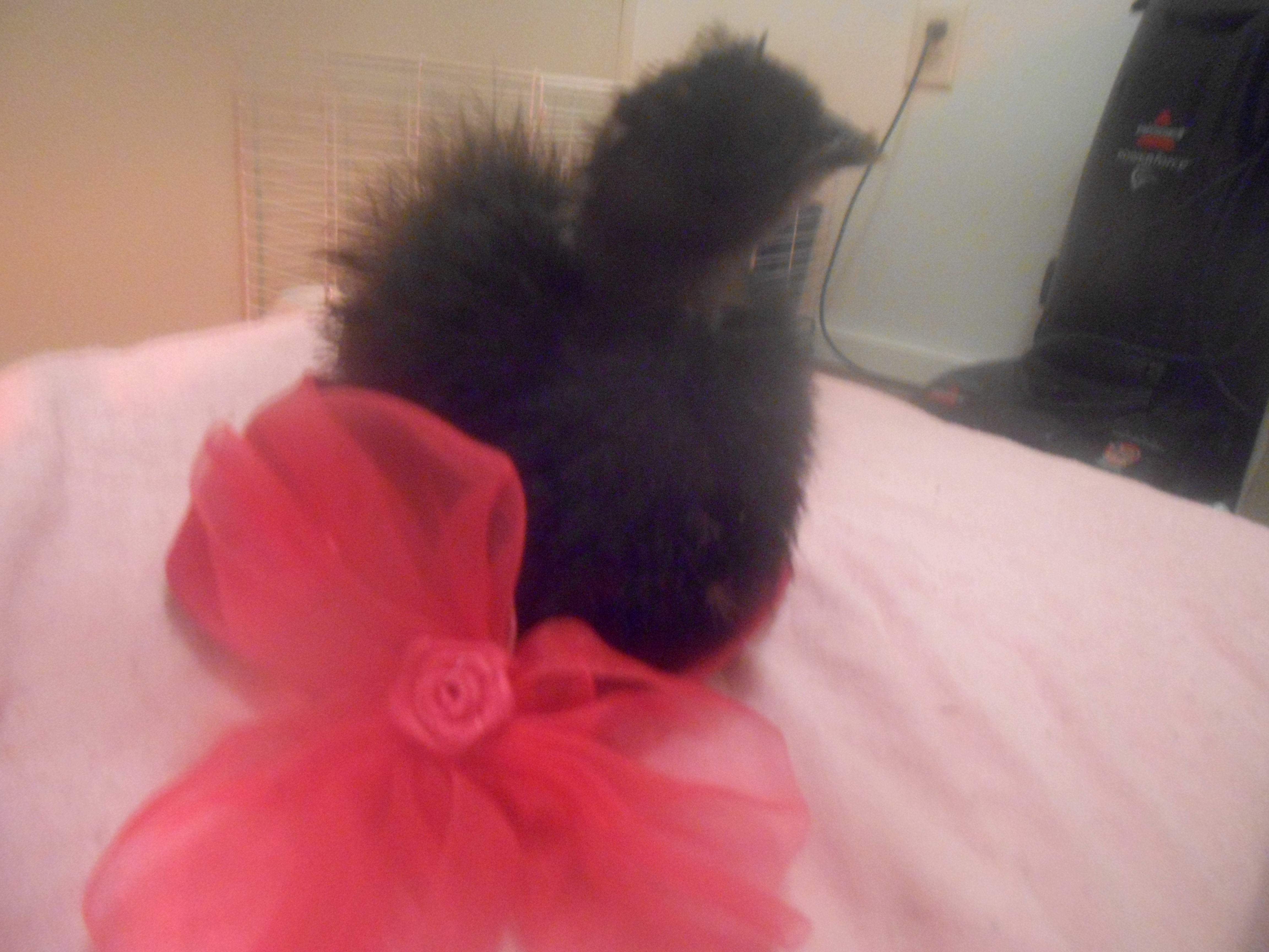 My 2 month old Silkie Ravyn