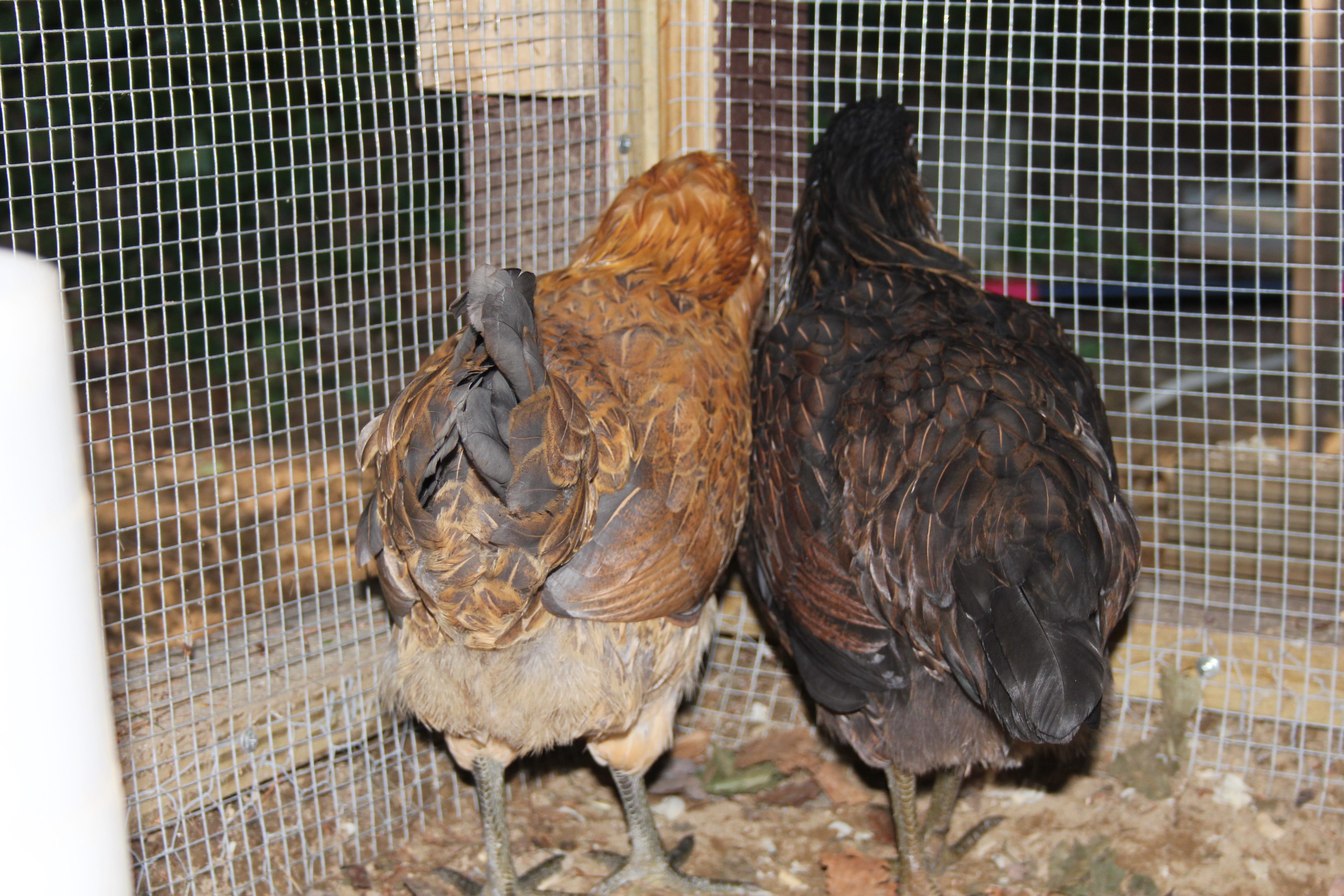 My 2 new Americaunas hiding from me - Cookie and Zsa Zsa