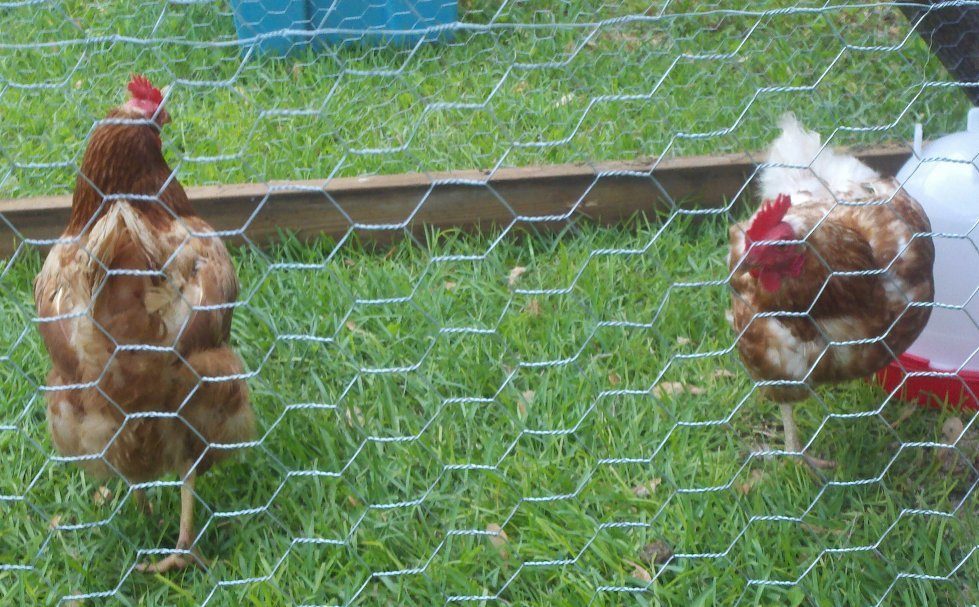 My 2 new chickens.