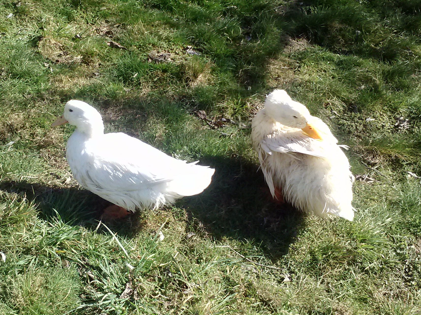 my 2 new pekins  I bought at the poultry show