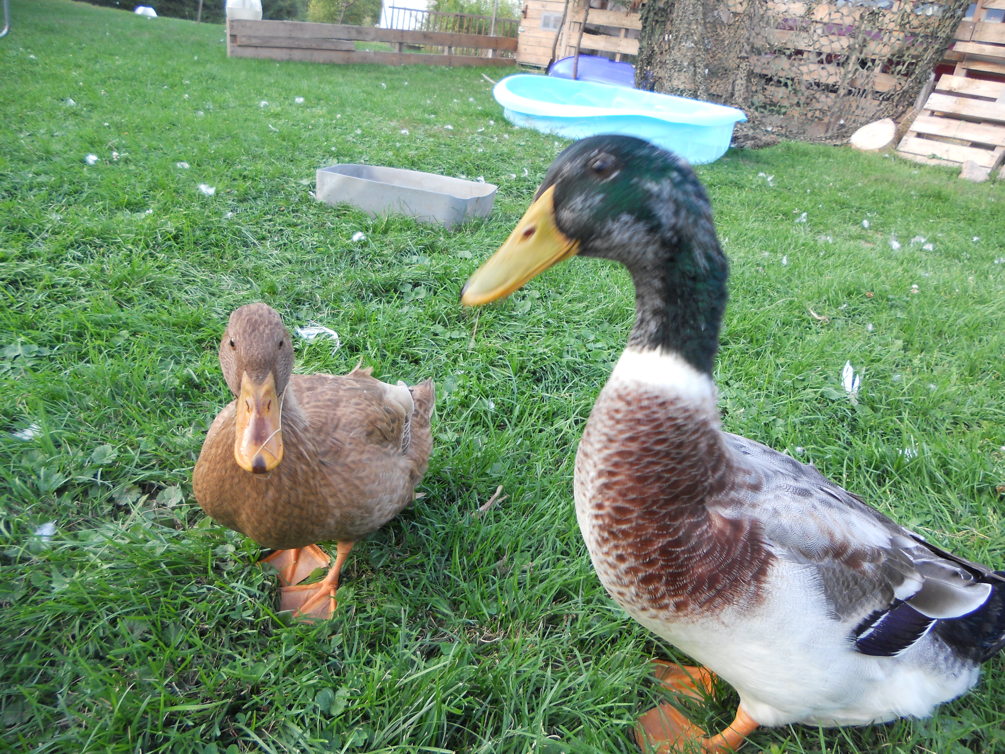 my 2 not so little guys anymore, Brownie and Tony, formerly Tina...