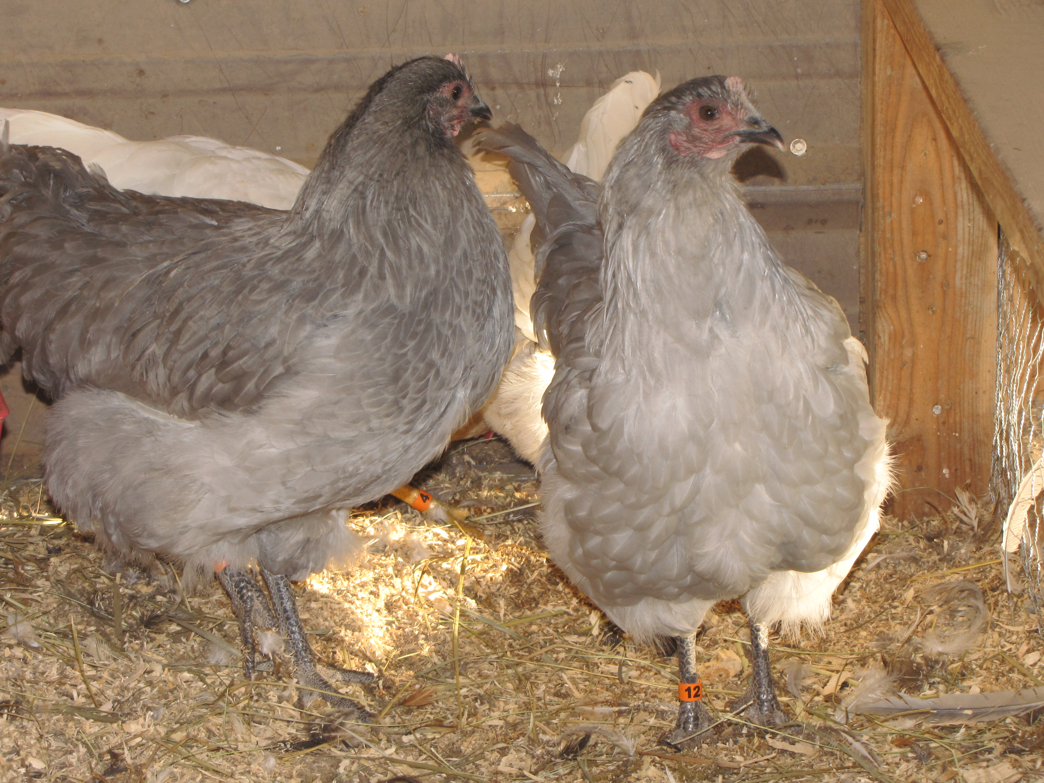 my 2 pullets; hatch date March 2016