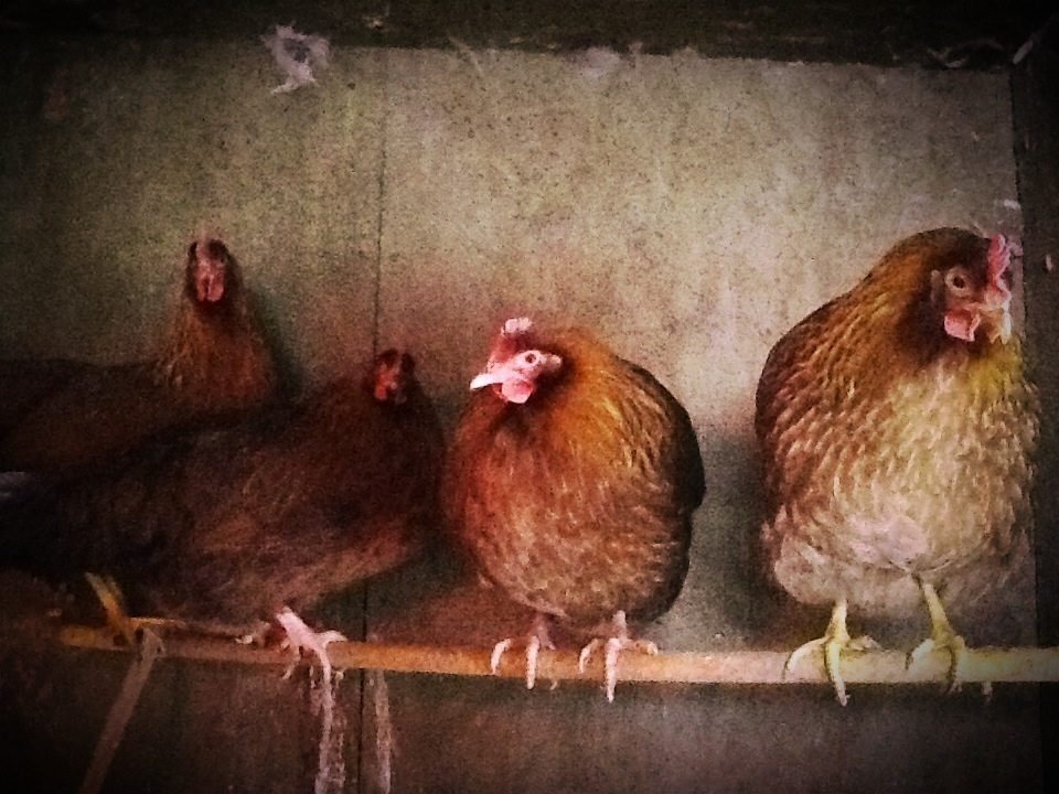 My 2 red Dorkings and 2Welsummers.