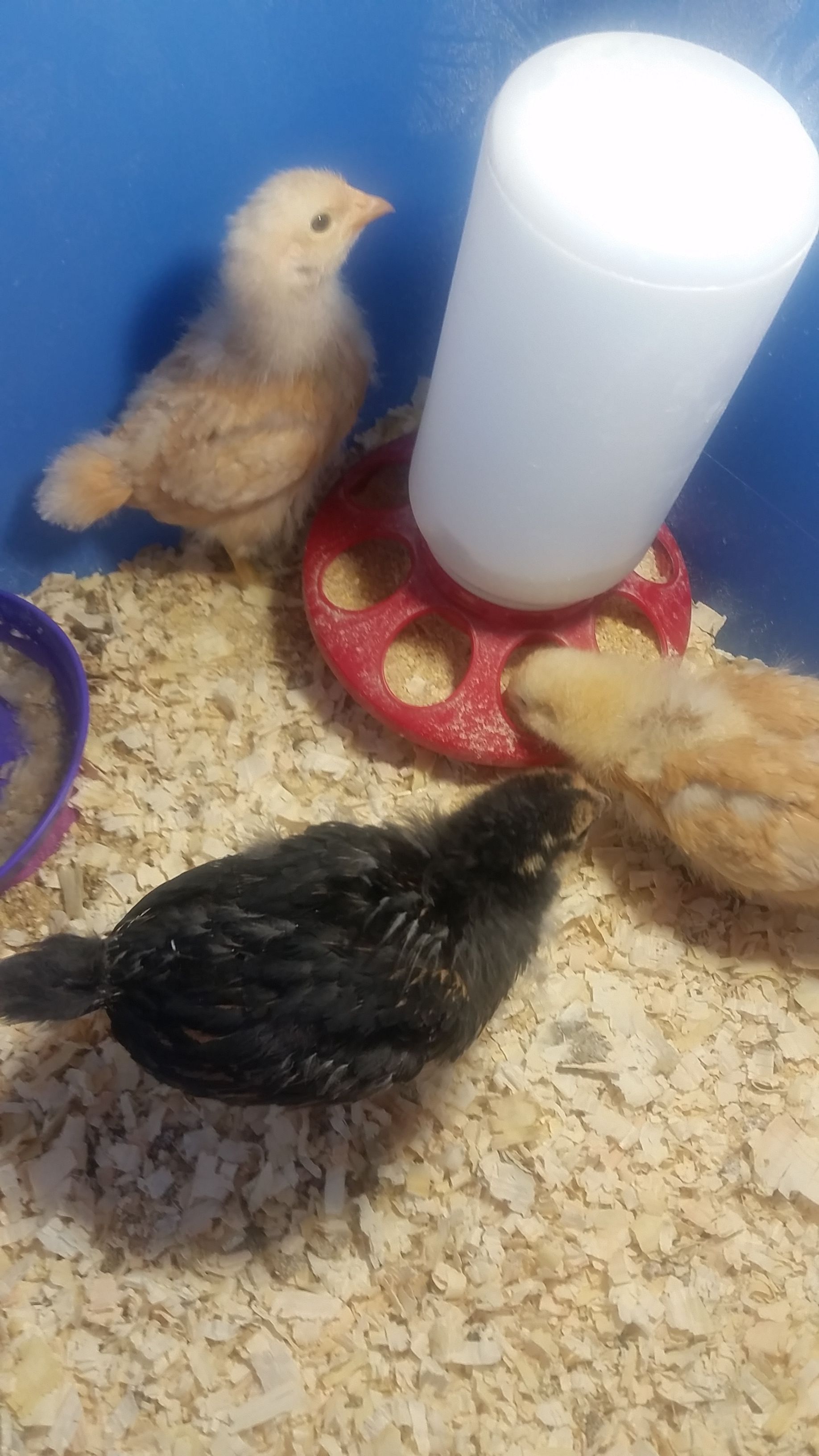 My 2 week old Buff Orpingtons and golden laced wyandotte.