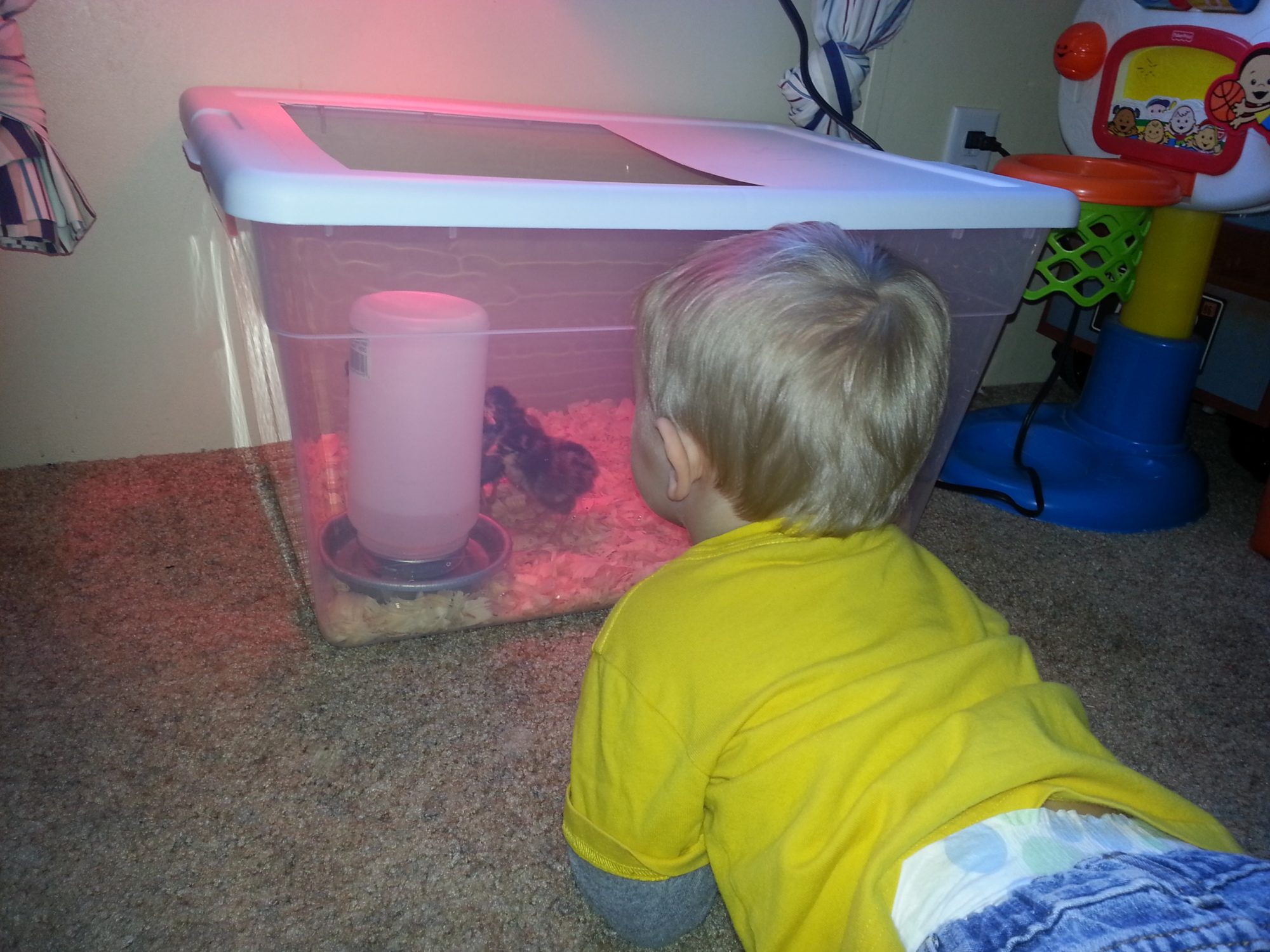My 2 year old is fascinated!