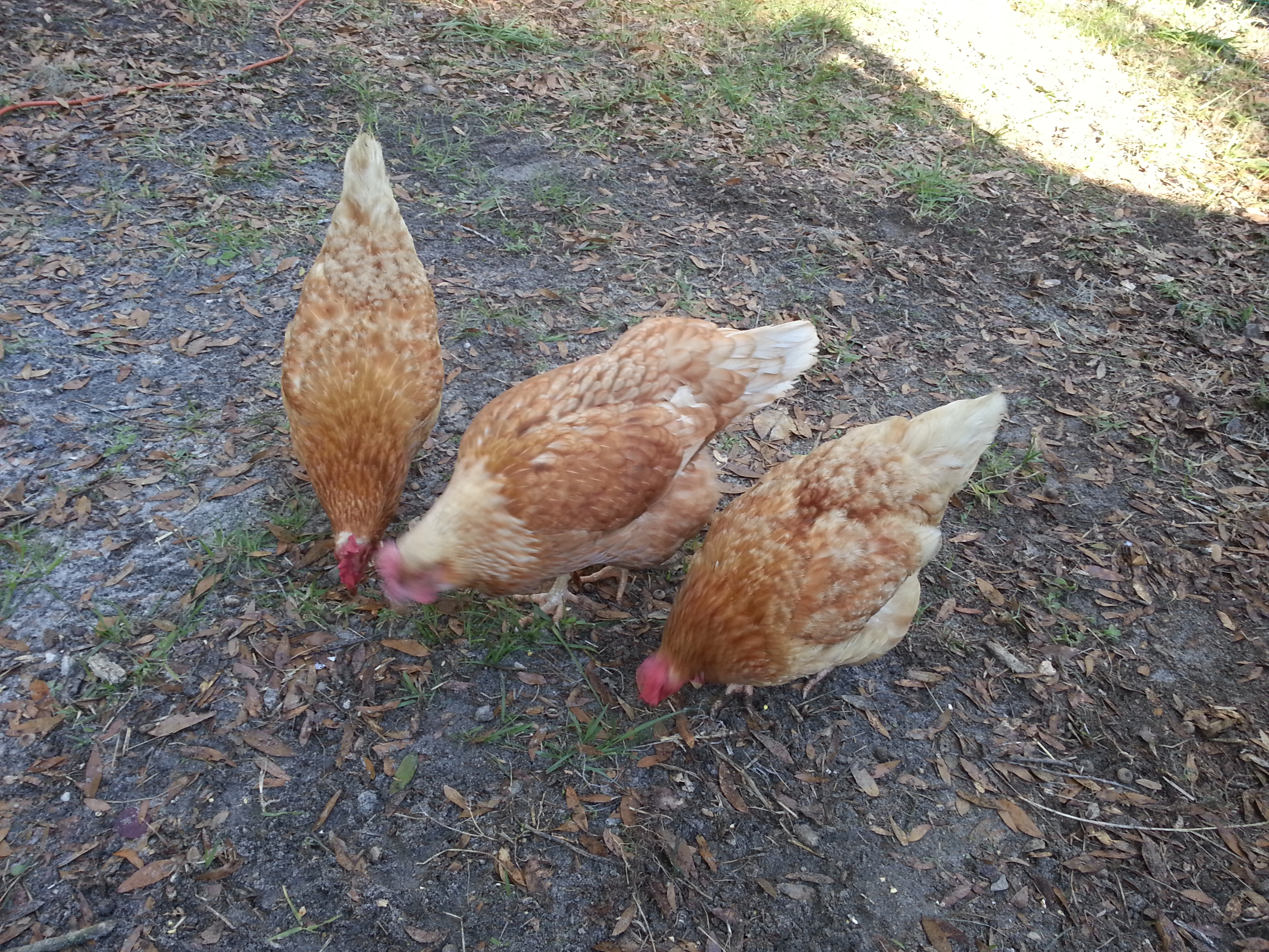 My 2nd group of chickens