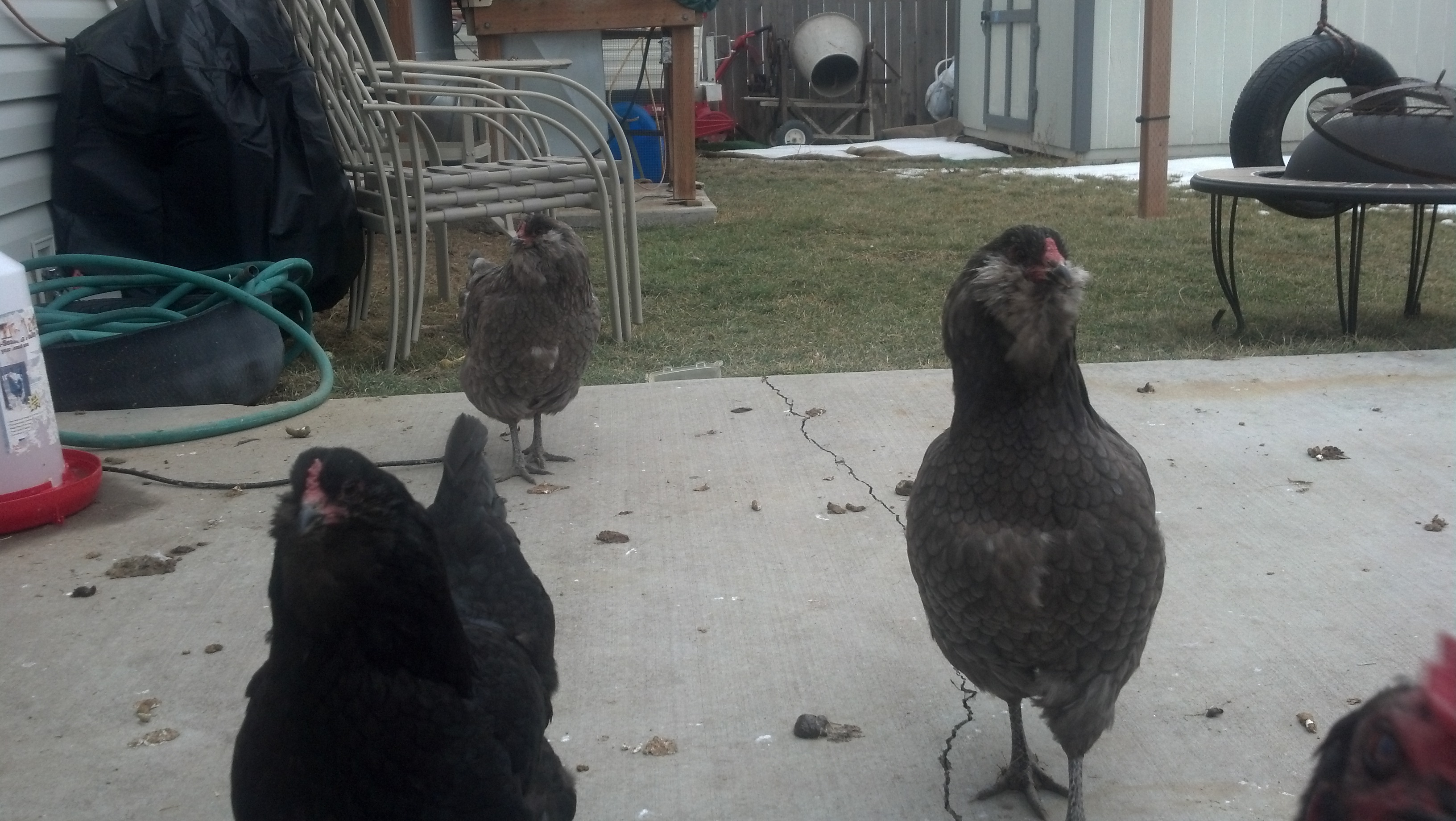 My 3 Ameraucanas that have yet to lay a single egg. They are 45 weeks today.