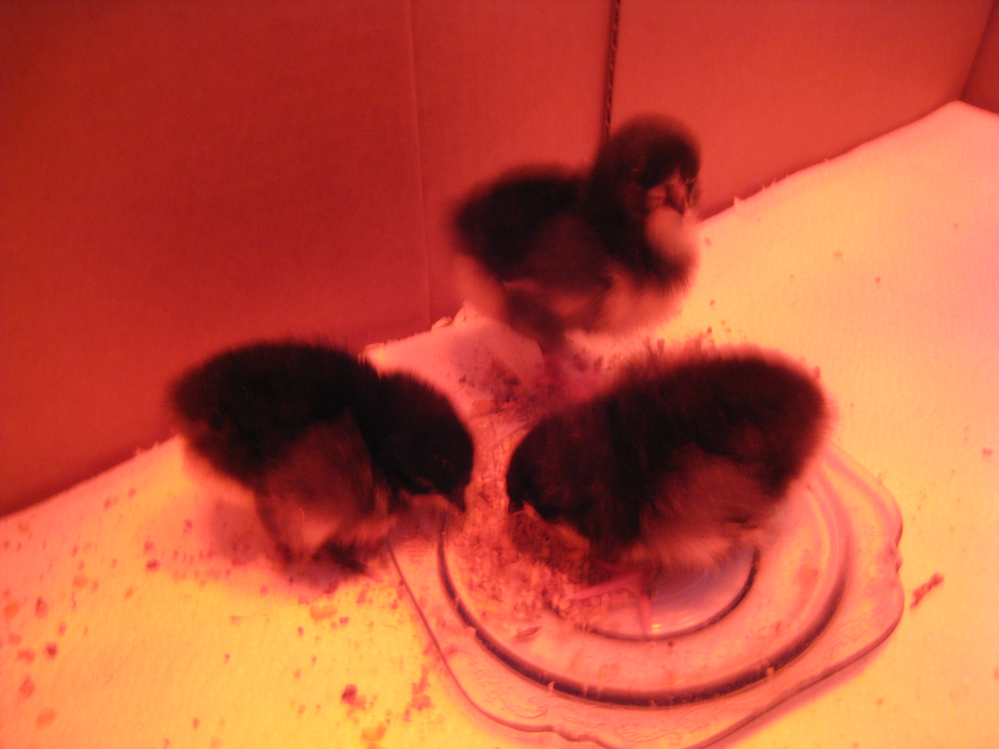 My 3 Black Australorp chicks first hours home. So far so good. Eating as if very hungry. Drinking afterwards from time to time too. I am pleased.