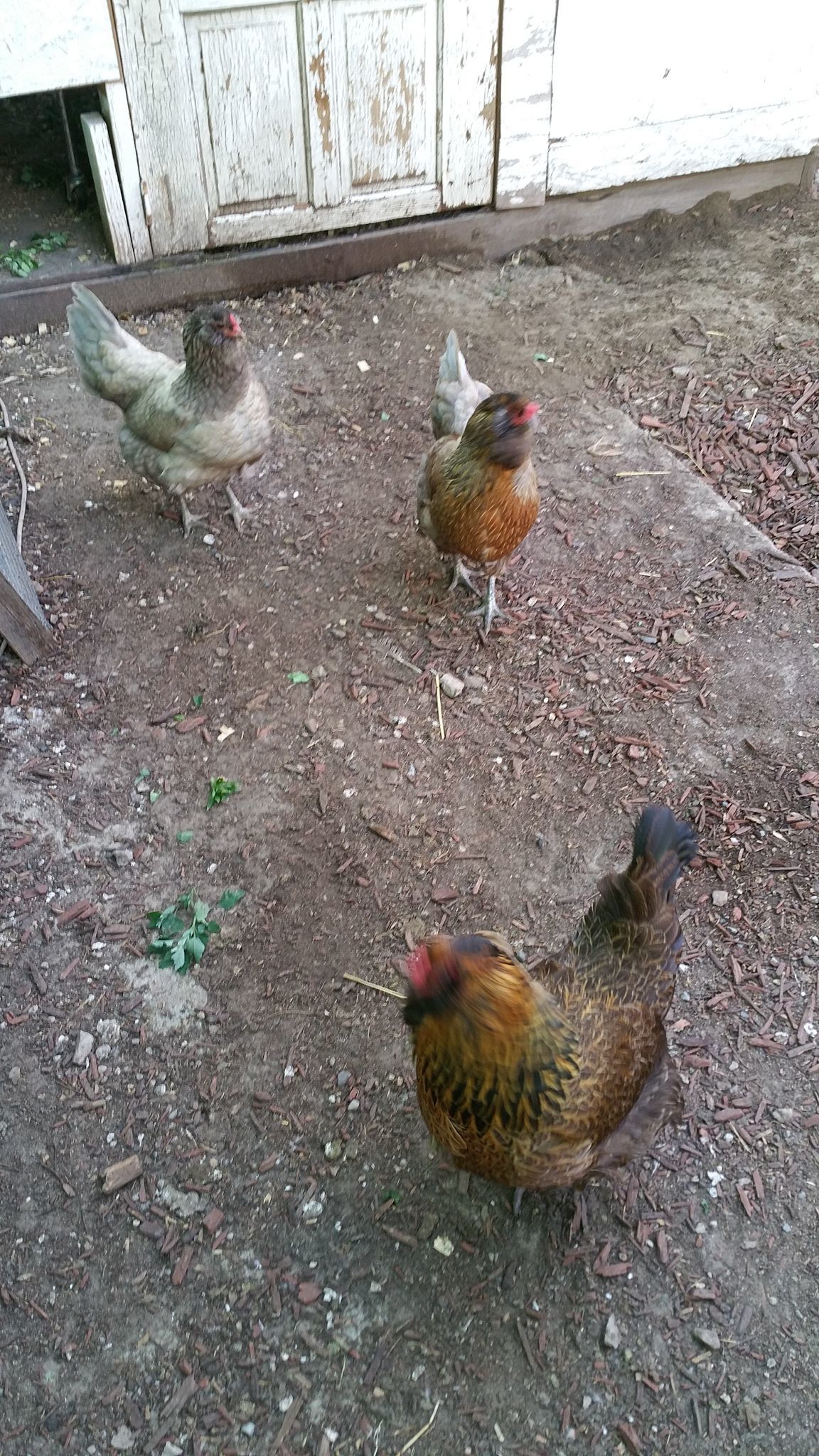 My 3 Easter Egger Chickens,  (from back to front) Cookies N'Cream, Peppermint Pattie, and Hawk (as in Chicken Hawk, lol)