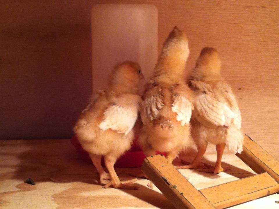 *
my 3 ISA Brown chicks