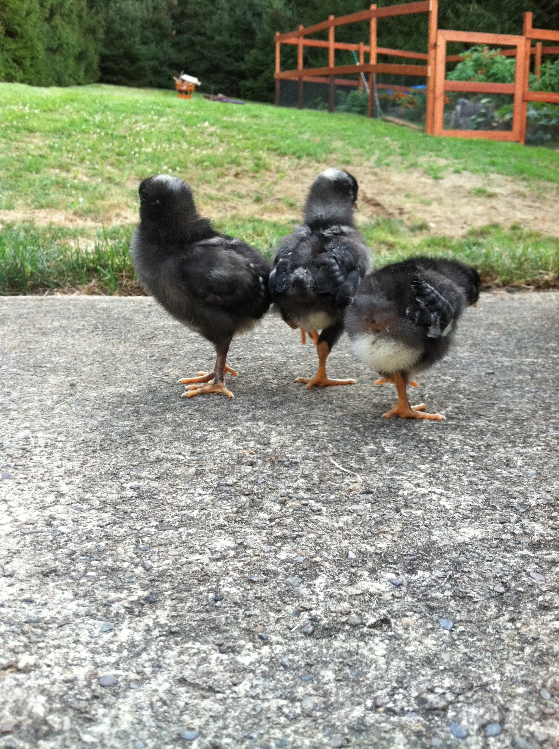 My 3 little chickie butts!!