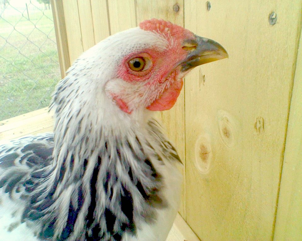 My 3 month old brahma rooster
<3