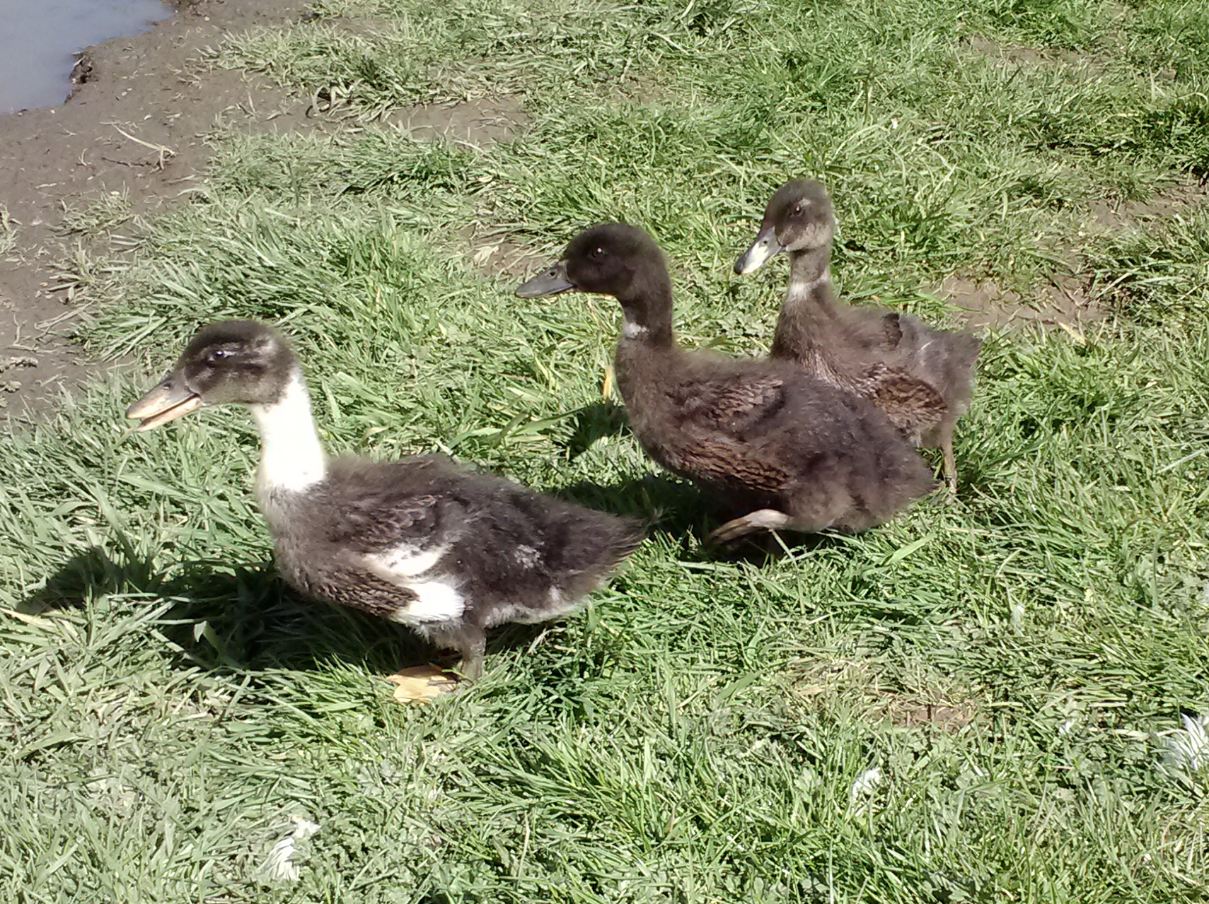 My 3 new babys 23 days old