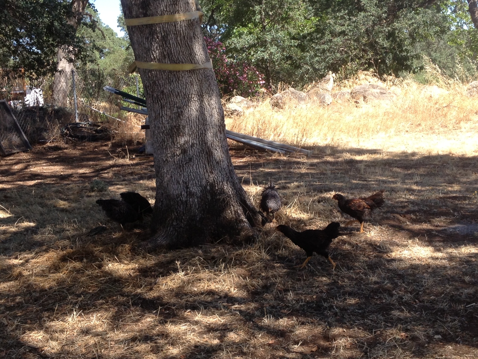 My 3 Plymouth Barred Rock and 2 Dark Cornish looking for bugs.