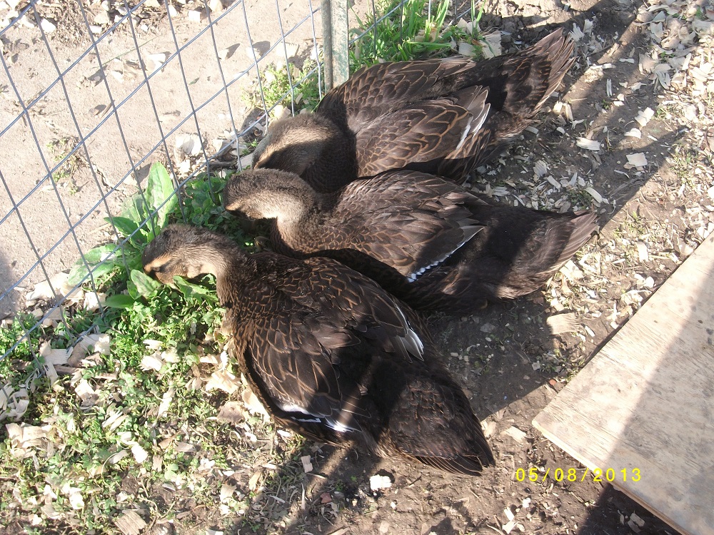 My 3 Rouen Ducks