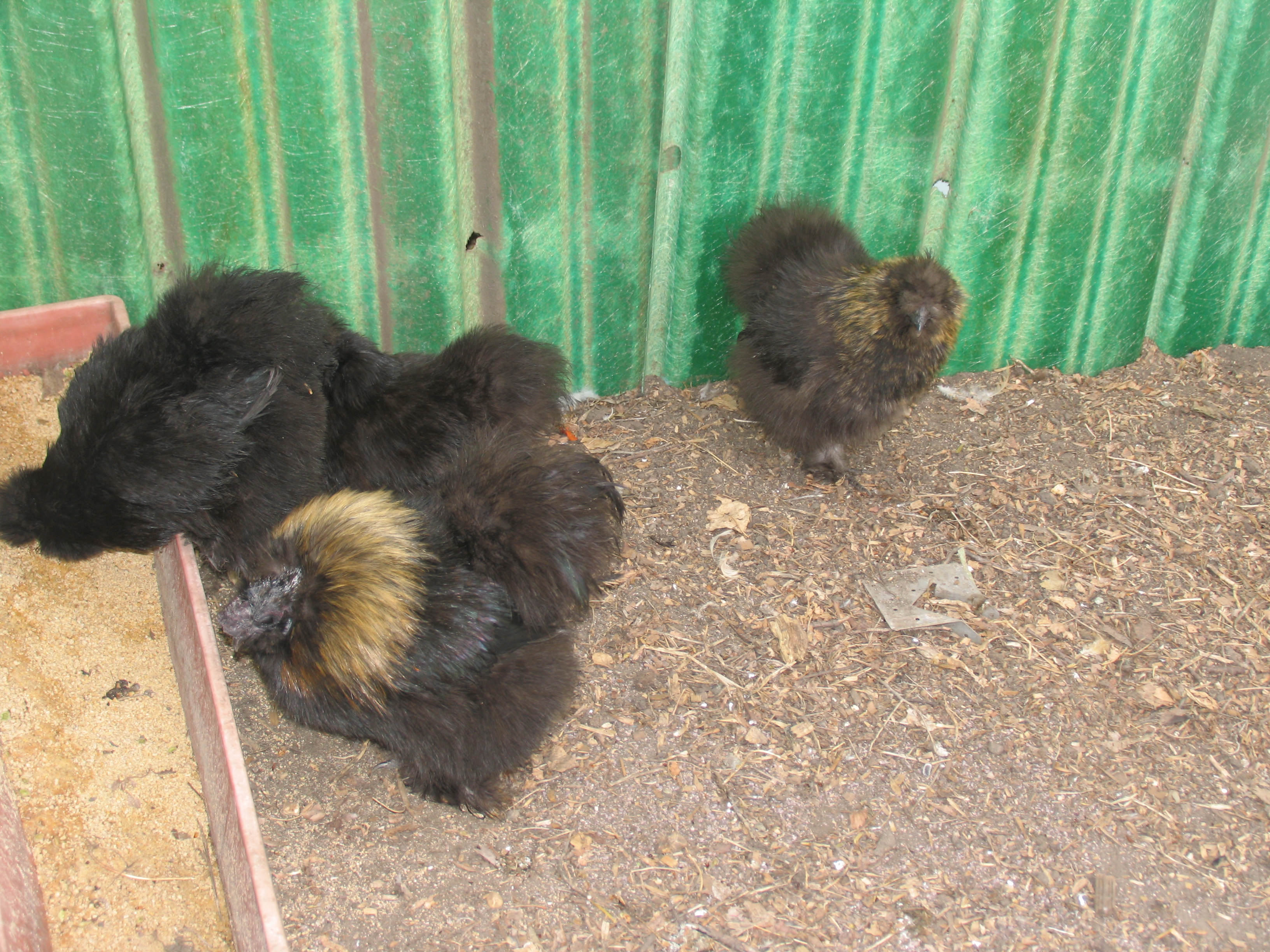 My 3 Silkie Hens and Rooster (foreground). Two black silkies are side by side w one slightly ahead of the other (in the feed dish) but there are two there.