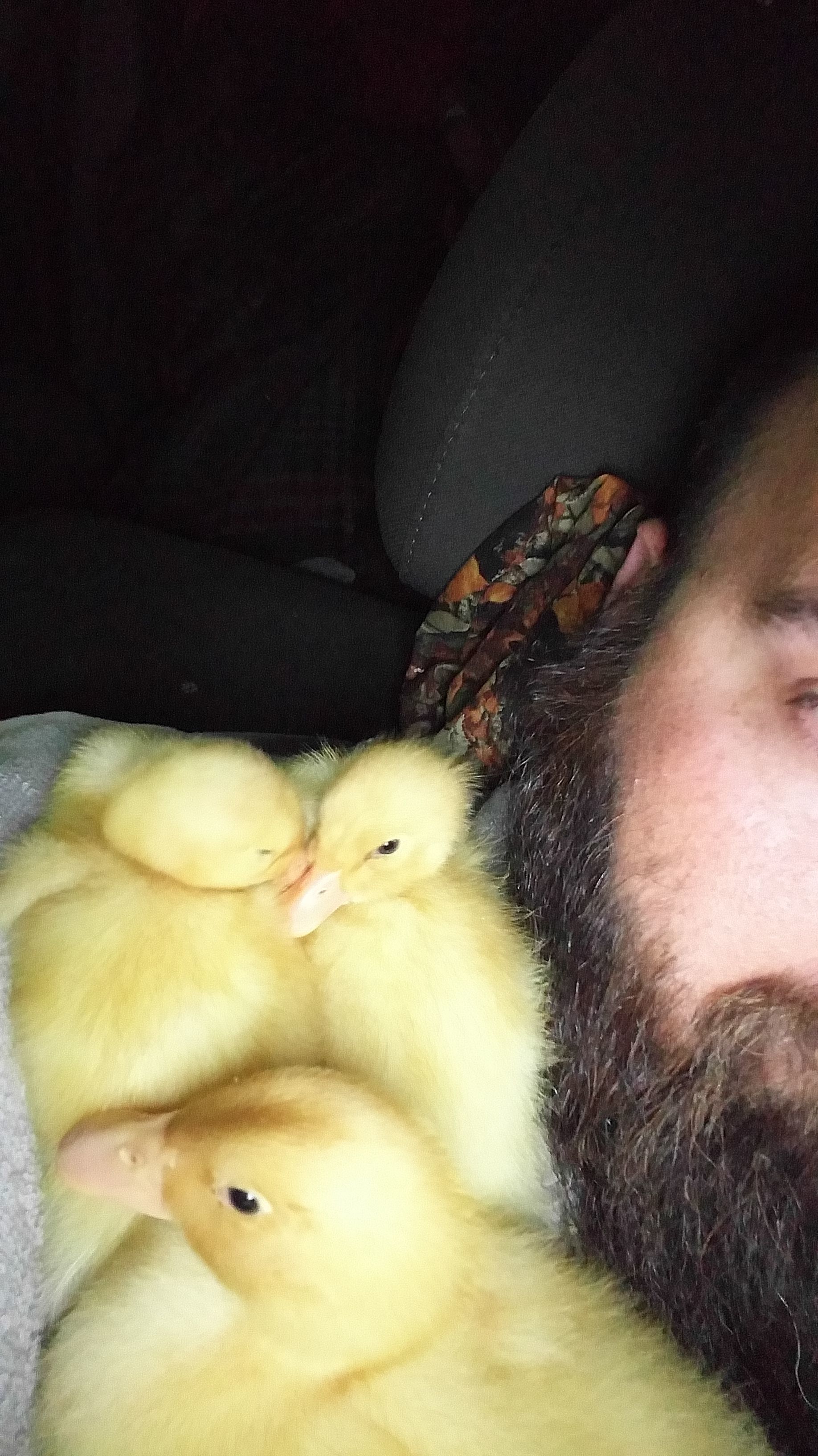 My 3 spoiled Pekin babies.