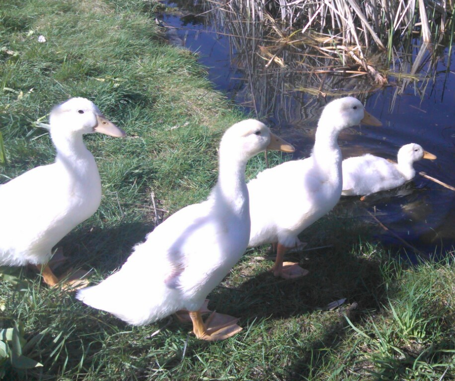 My 3 week old Pekin ducks are getting bigger every week. They love to follow me around like little puppies and they apparently taught my dog that cattail roots are delicious. He is now pulling them out of my pond for a snacky treat too! :)