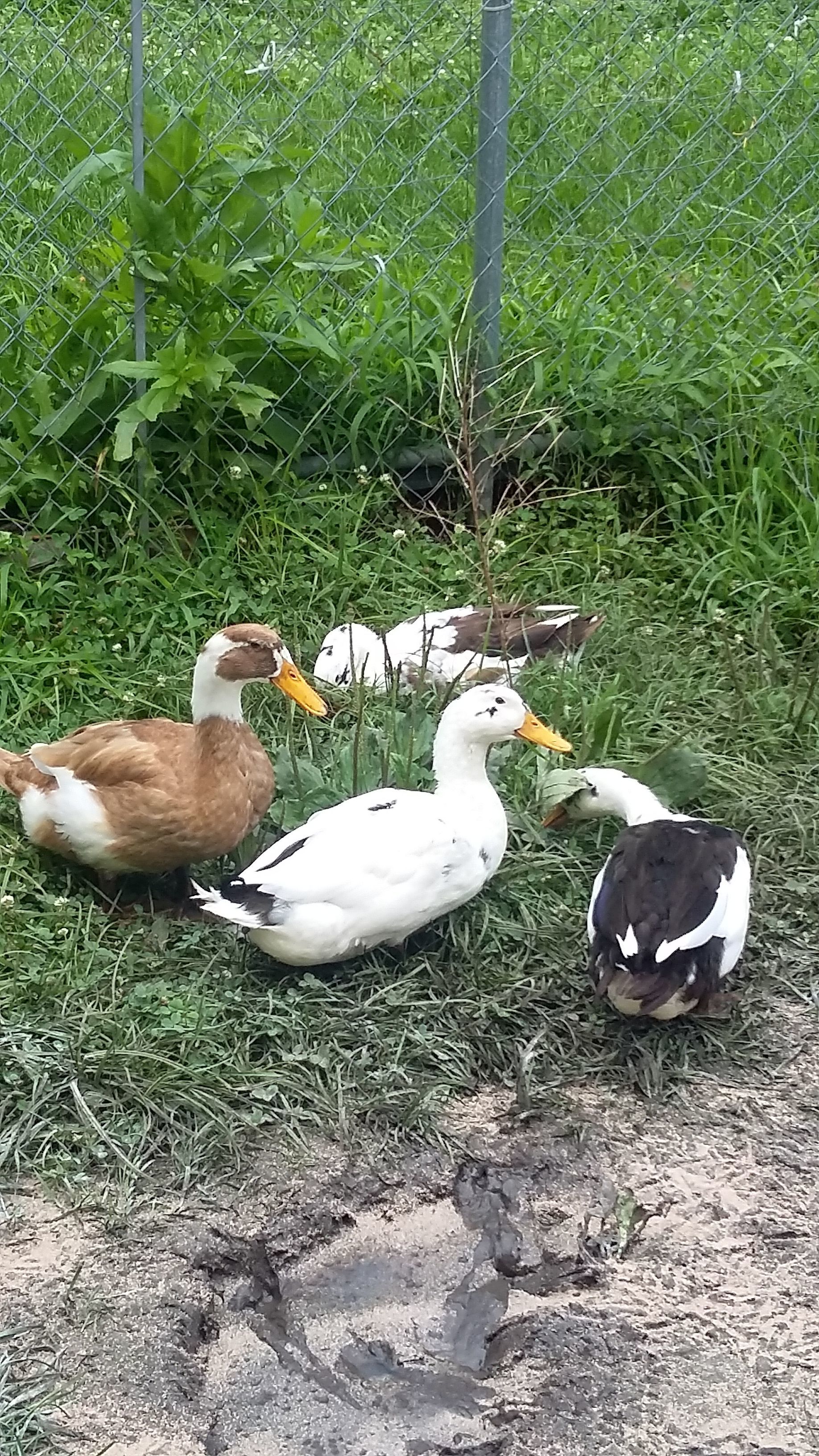 my 4 ancona ducks.  3 boys and a girl, wouldn'tcha figure.