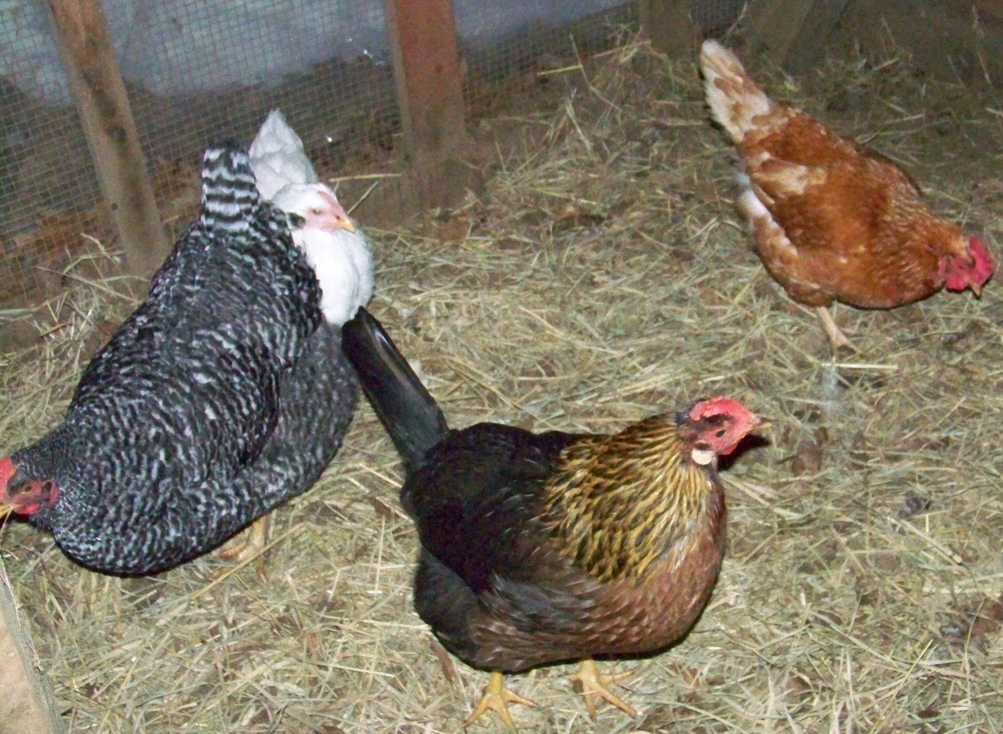 My 4 hens 1/8/12