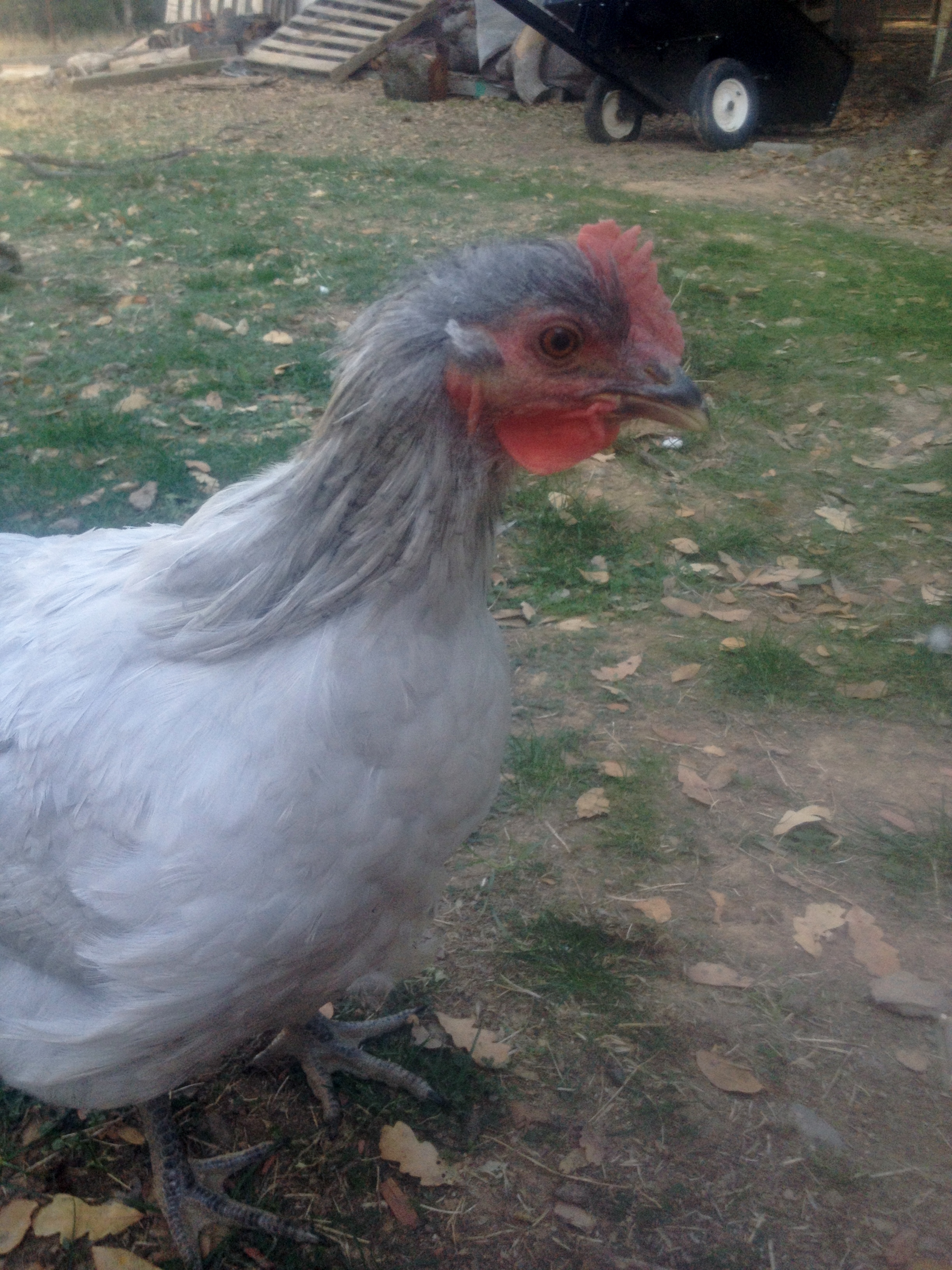 My 4 month old Lavender Orpington Rooster :)