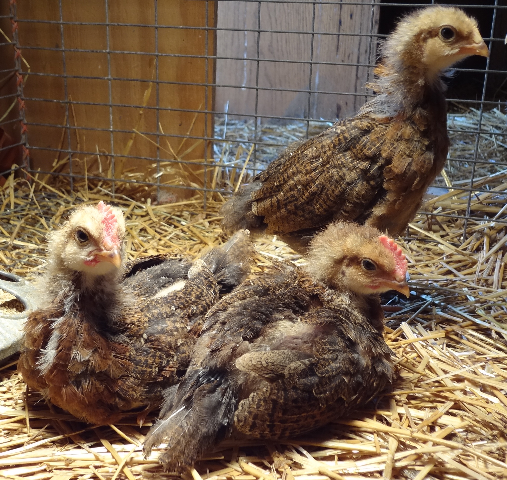 my 4 week old Welsummer chicks---it is starting to look like 1 hen, 2 roos  :-(