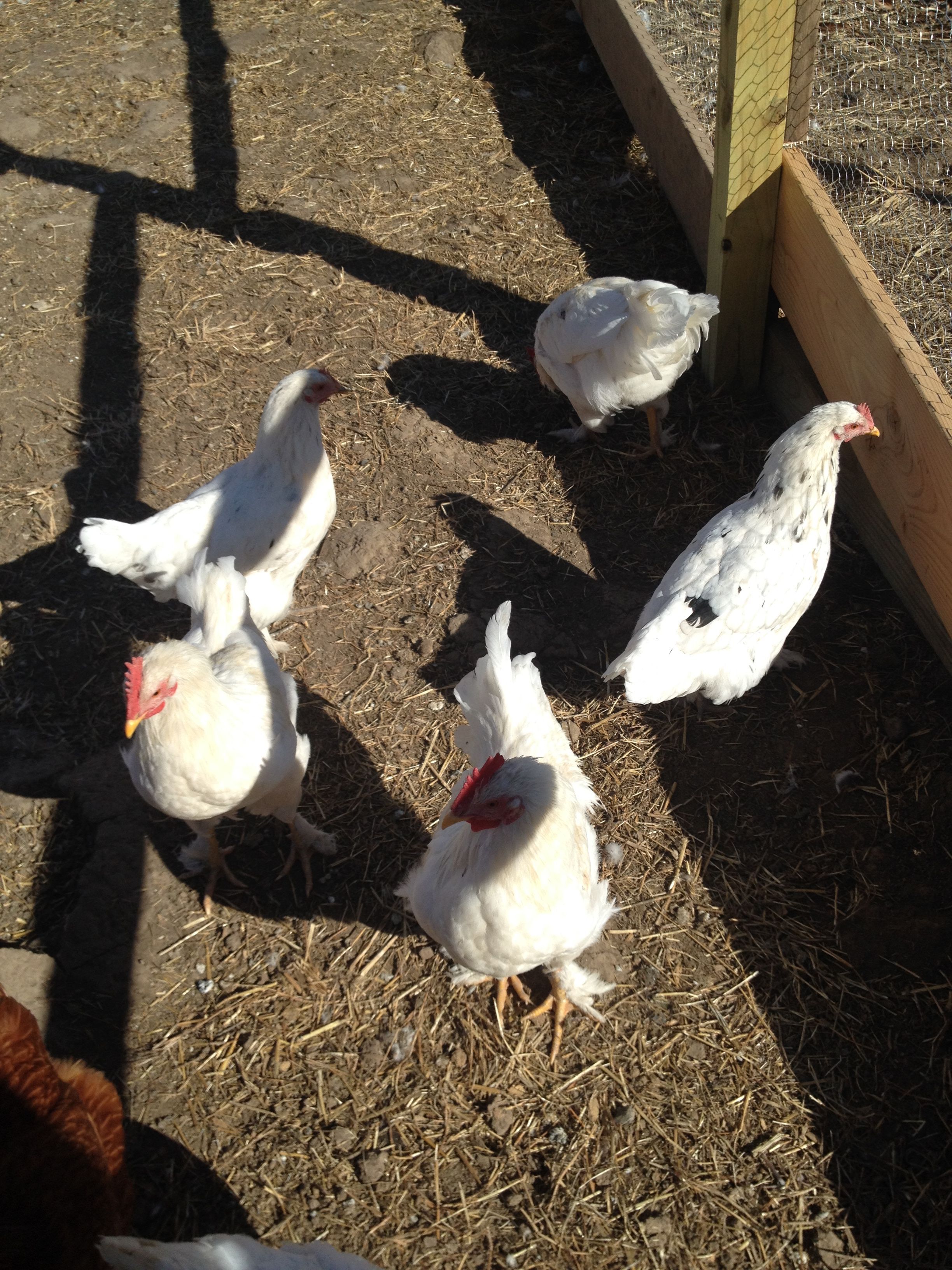 My 5 Black Cochin/Leghorn chicks. Hatched in October 2015 without an incubator, after the brooder hen stopped sitting on them mid-way through.  Some of them needed help getting through the eggshells.