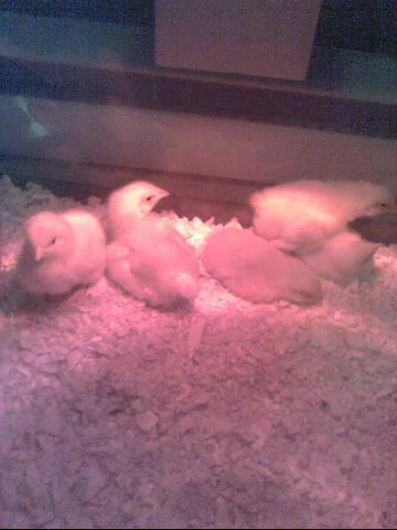 My 5 Columbian's. 2 hens & 3 roos.