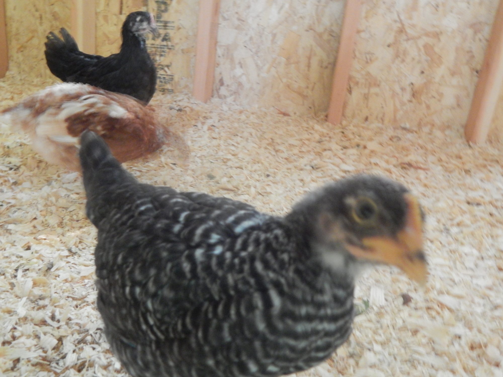 My 5 week old barred rock.