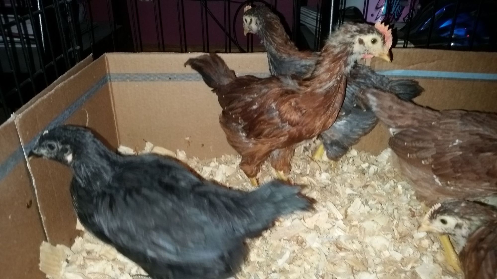 My 5 week old chicks ready to go into their new home tomorrow. Black Star and French Wheaton Maran x RIR.