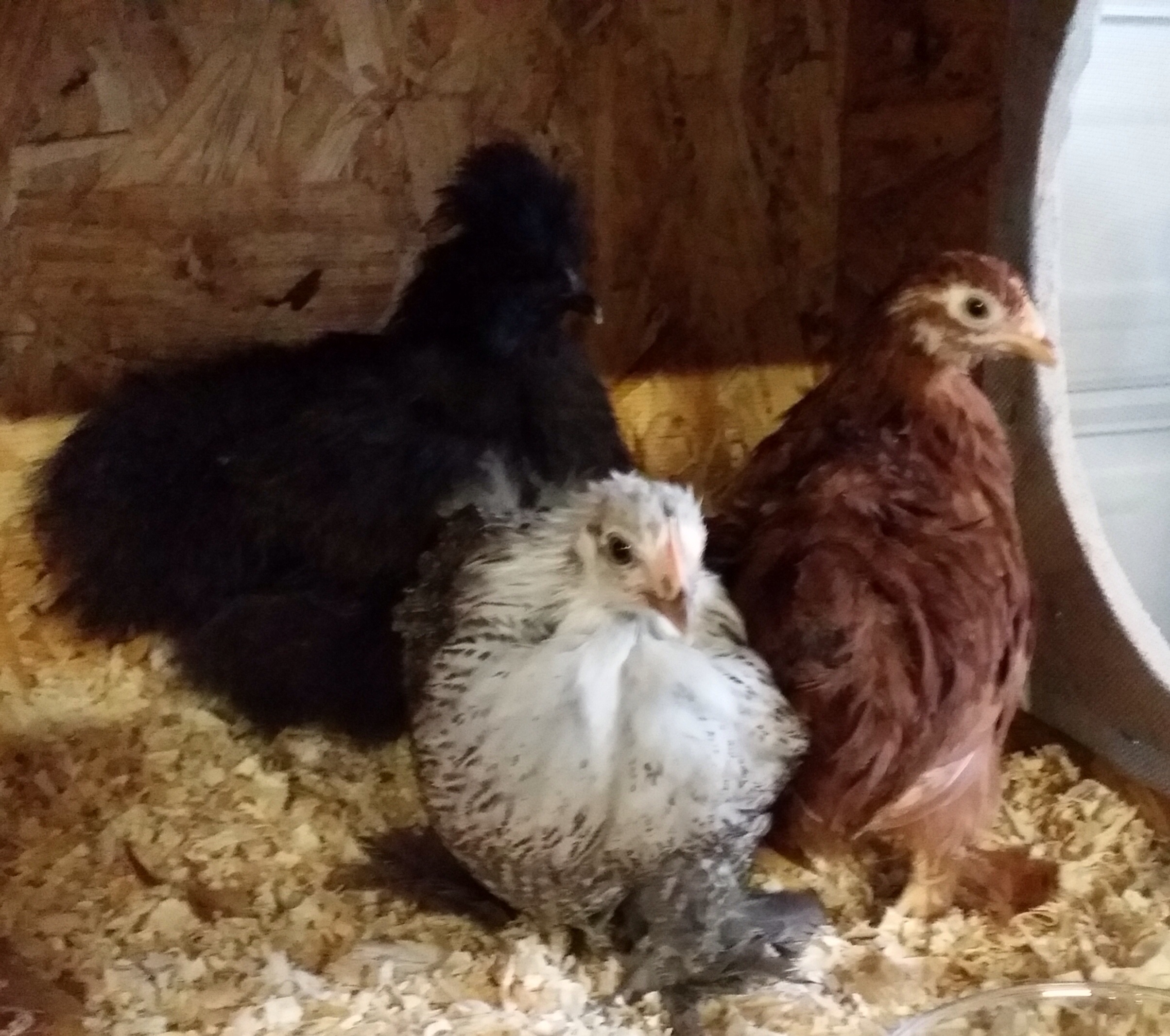 My 5 week old Silkie and mini Cochins