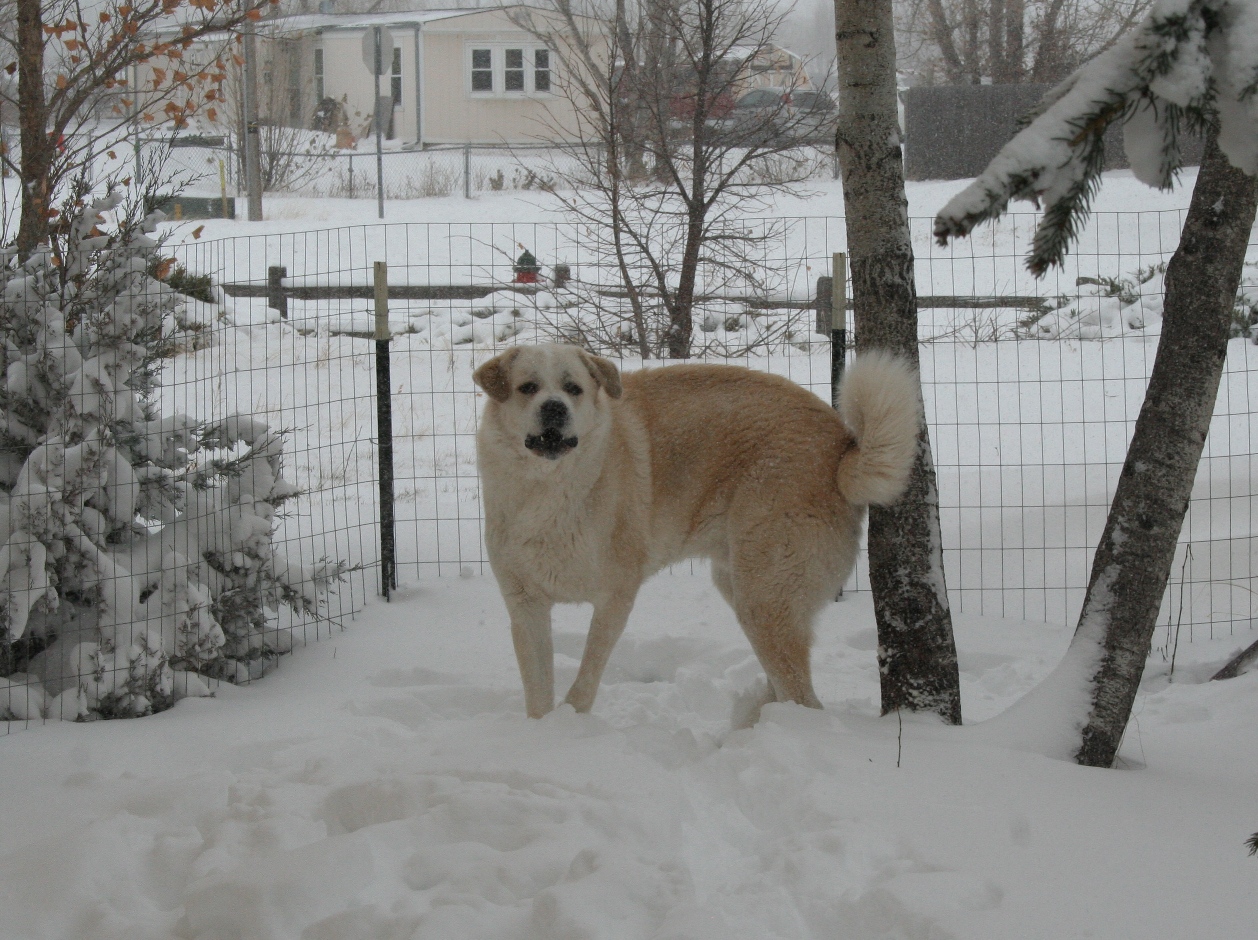 My 50/50 Anatolian/Pyrenees LGD