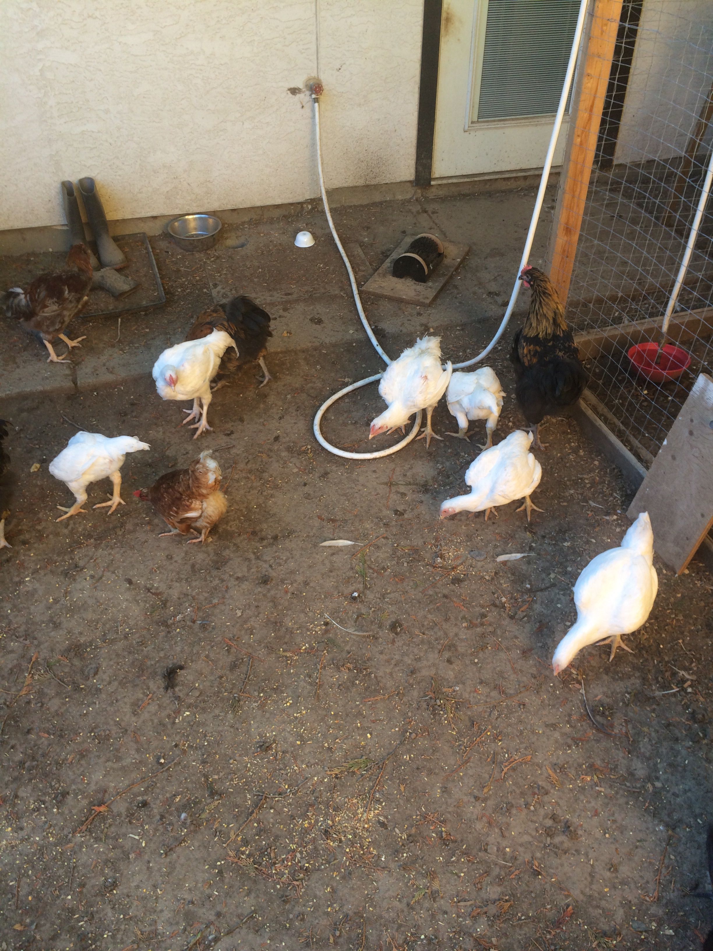My 6 Cornish mixed in with some mix breed egg layers.
