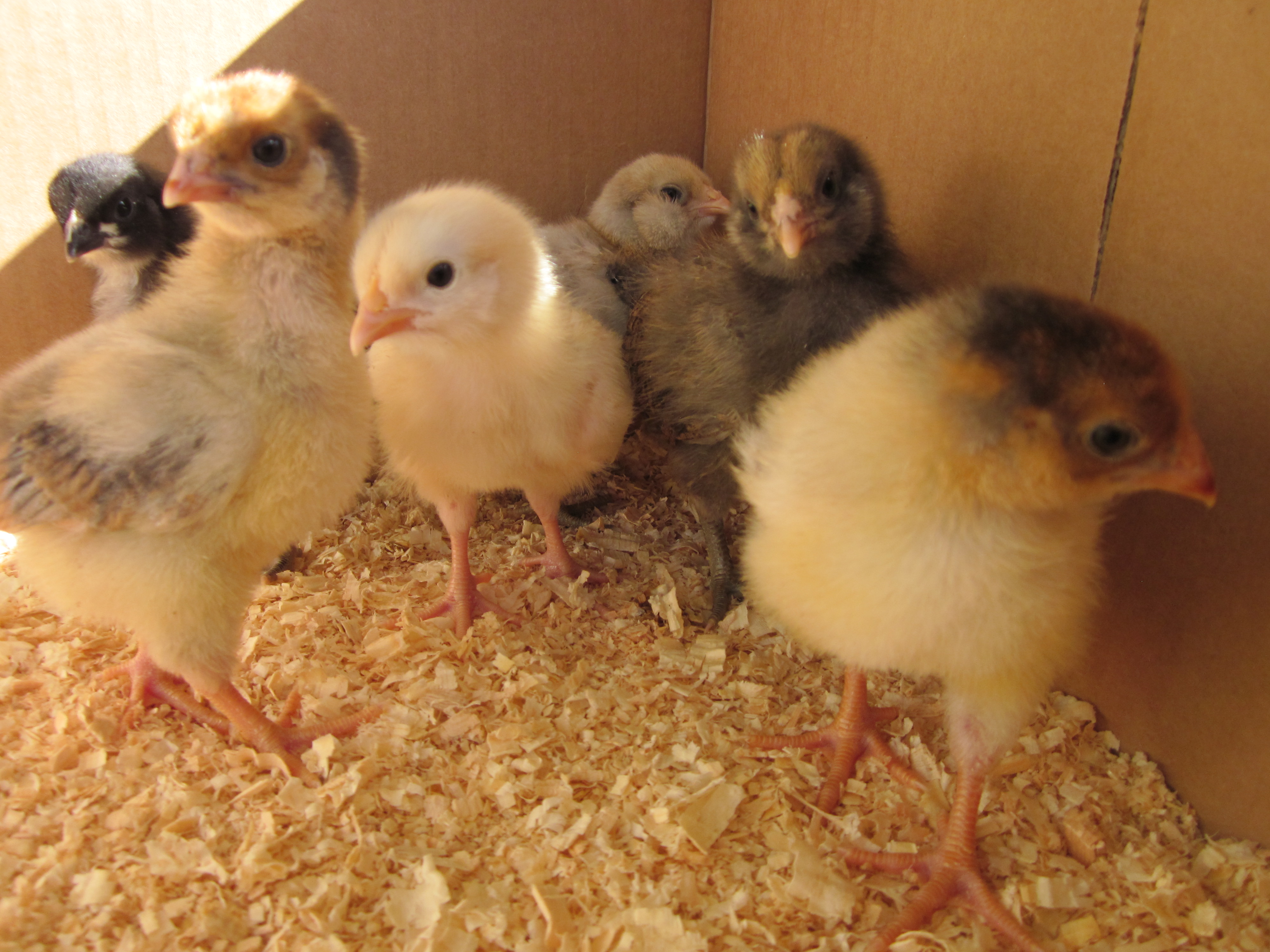 My 6 new chicks!  There's a Buff Orpington, a Black Australorp, 2 Araucana, and 2 Blue Laced Red Wyandotte.
