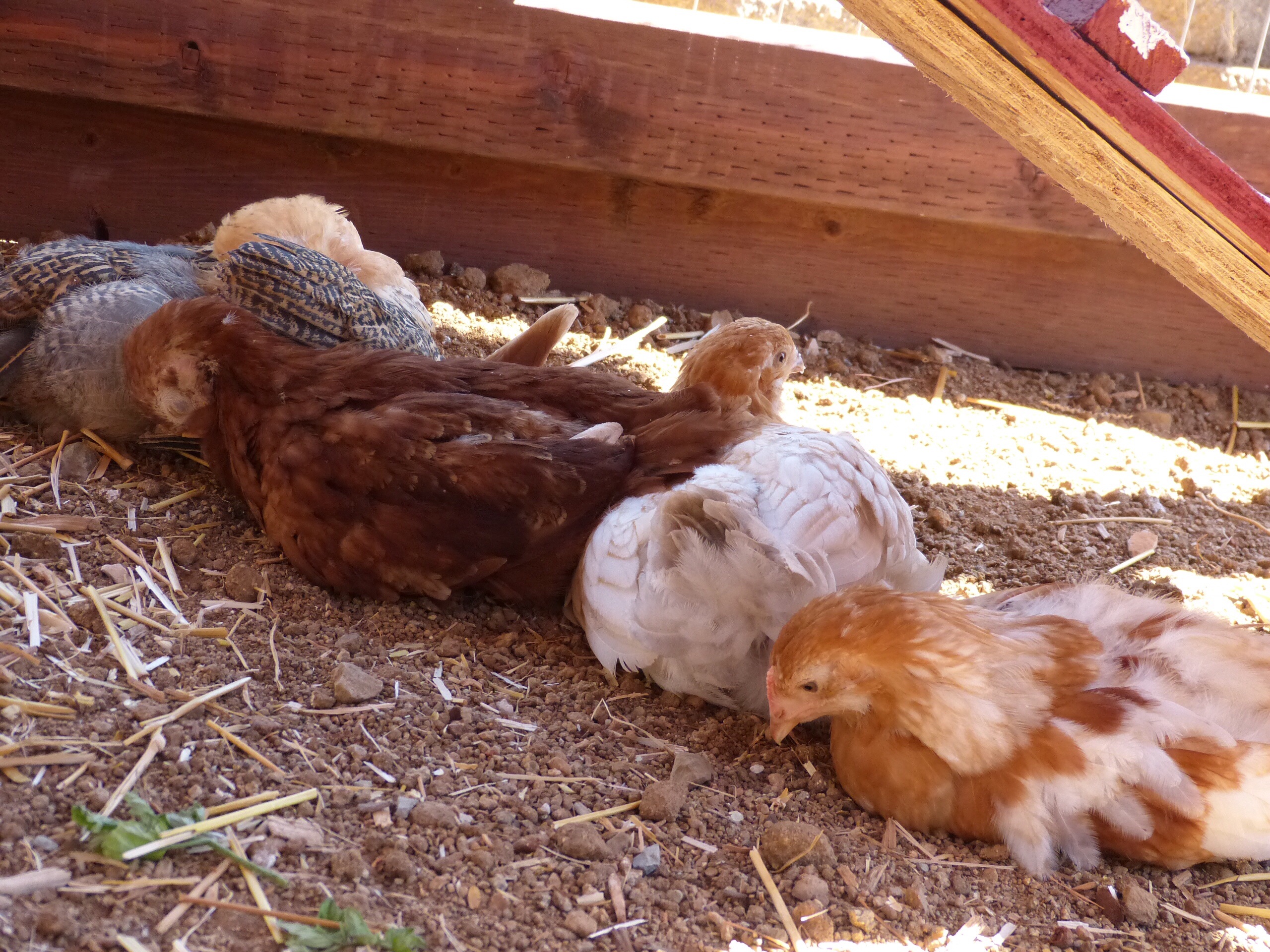 My 6 week old easter eggers and rhode island red enjoying a nap in the shade.