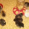 My 7 EE'S, 1 Black Austrolorp, 1 Barred Rock