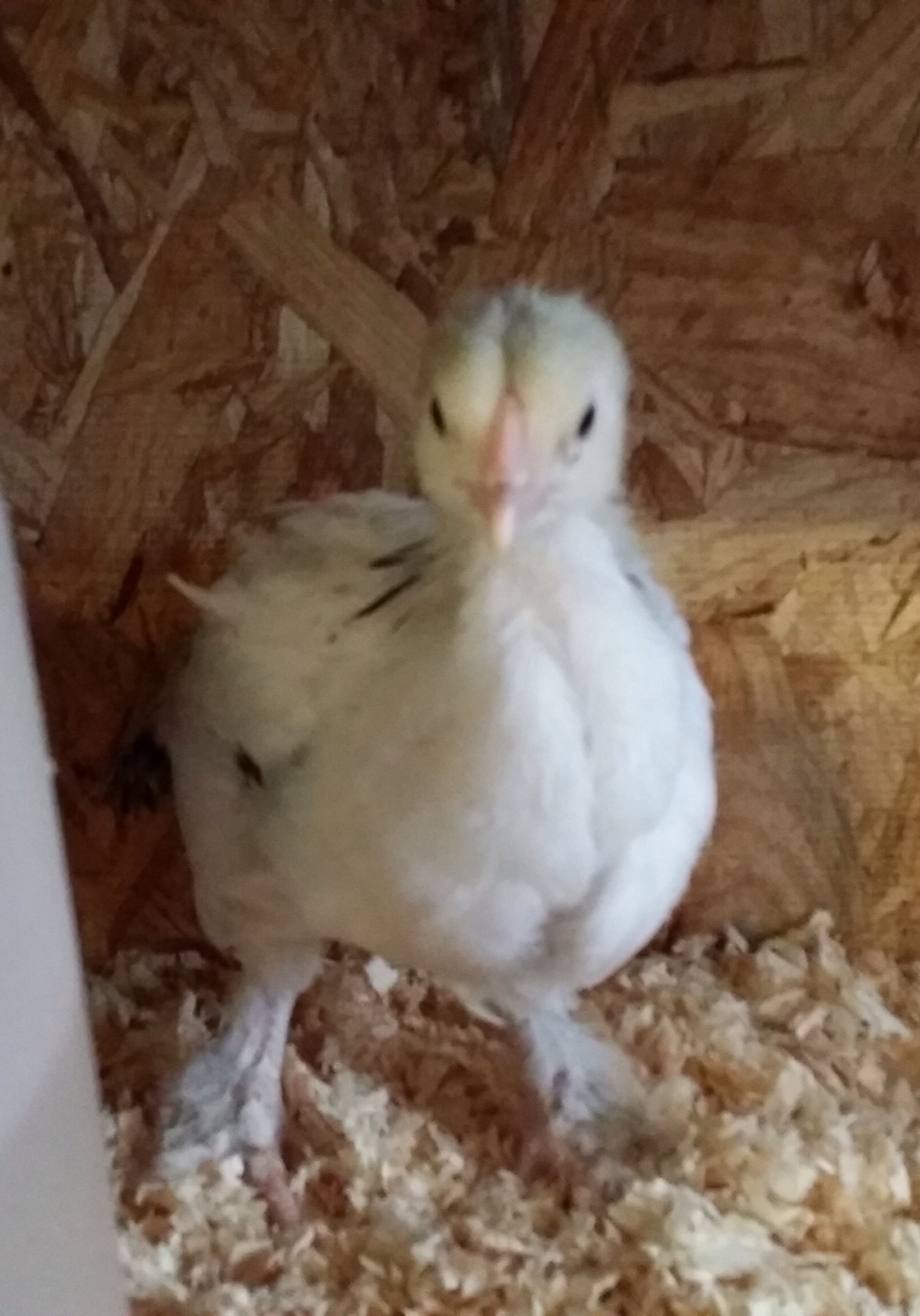 My 7 week old light Brahma