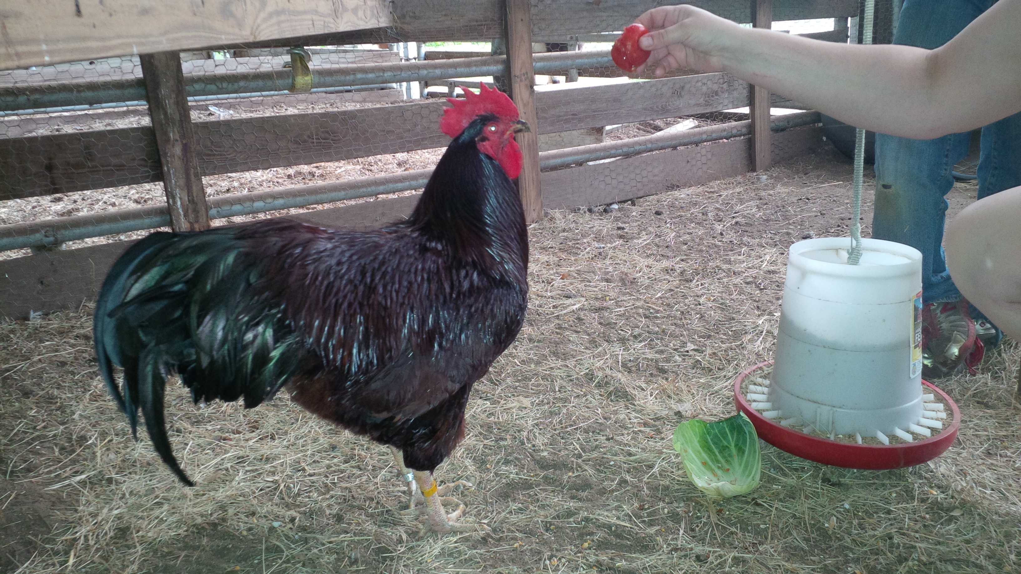 My 7 year old son bought this rooster to possibly show! Nice choice son!
