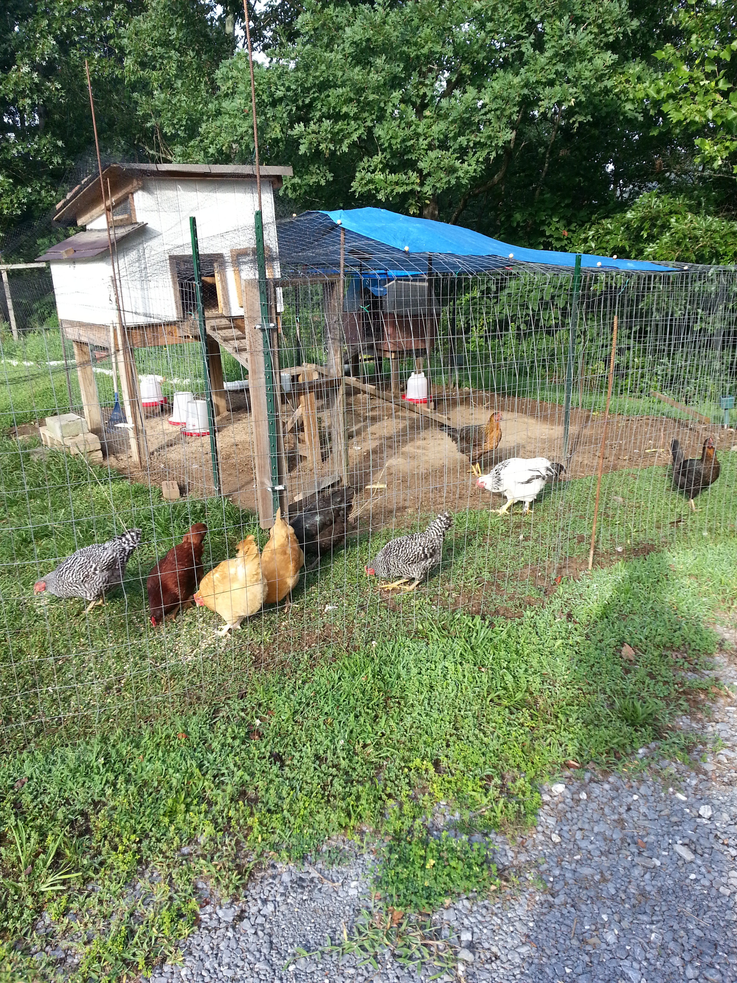 My 8 girls and Roo. Roo is a Buff Braham, then there are two  Dominiques, two Buff Orphintons, one Rhode Island and one Black Australorp and the two Black Sex Links. All bought since March 13, 2015