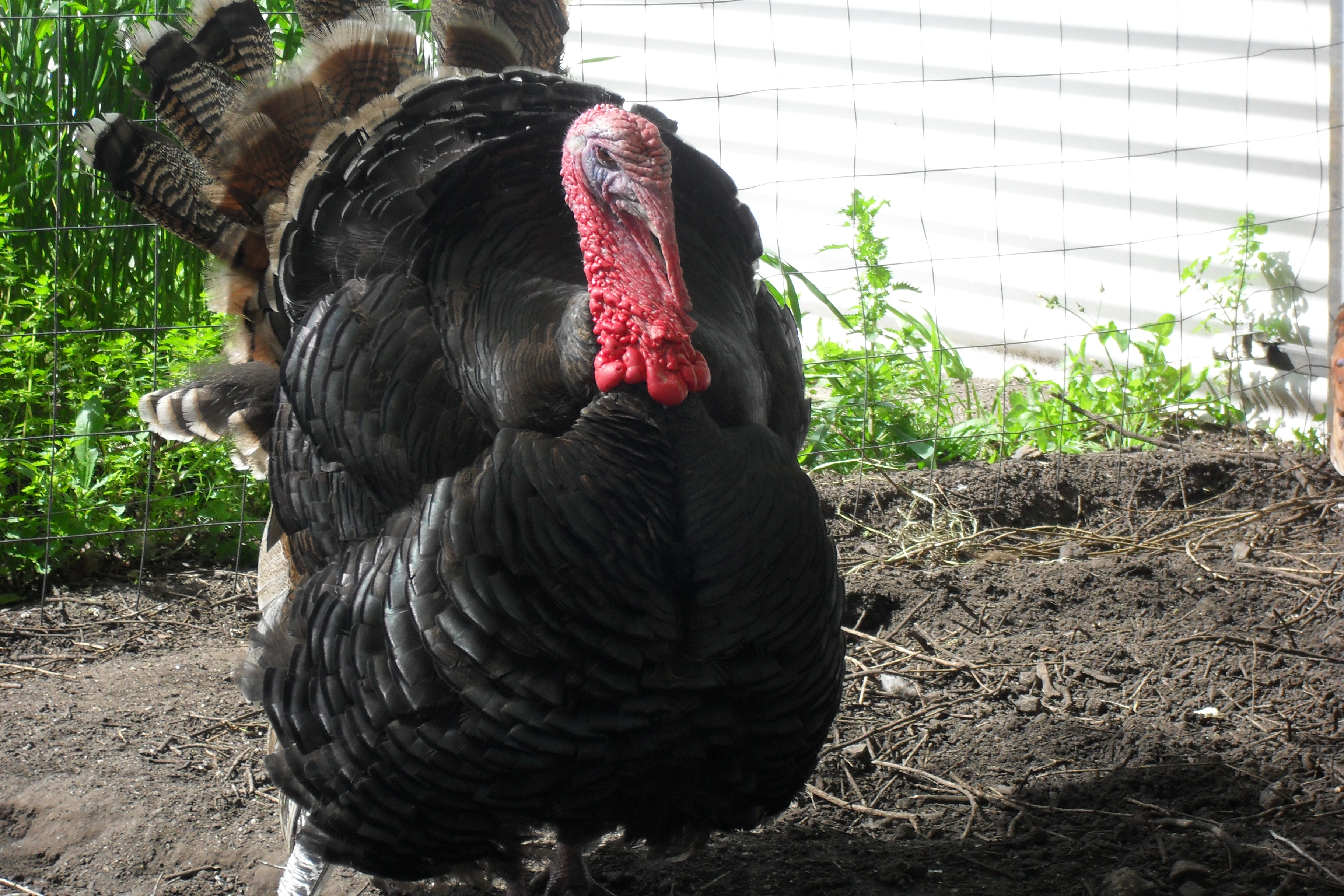 My 8 month old gobbler {HERBERT}